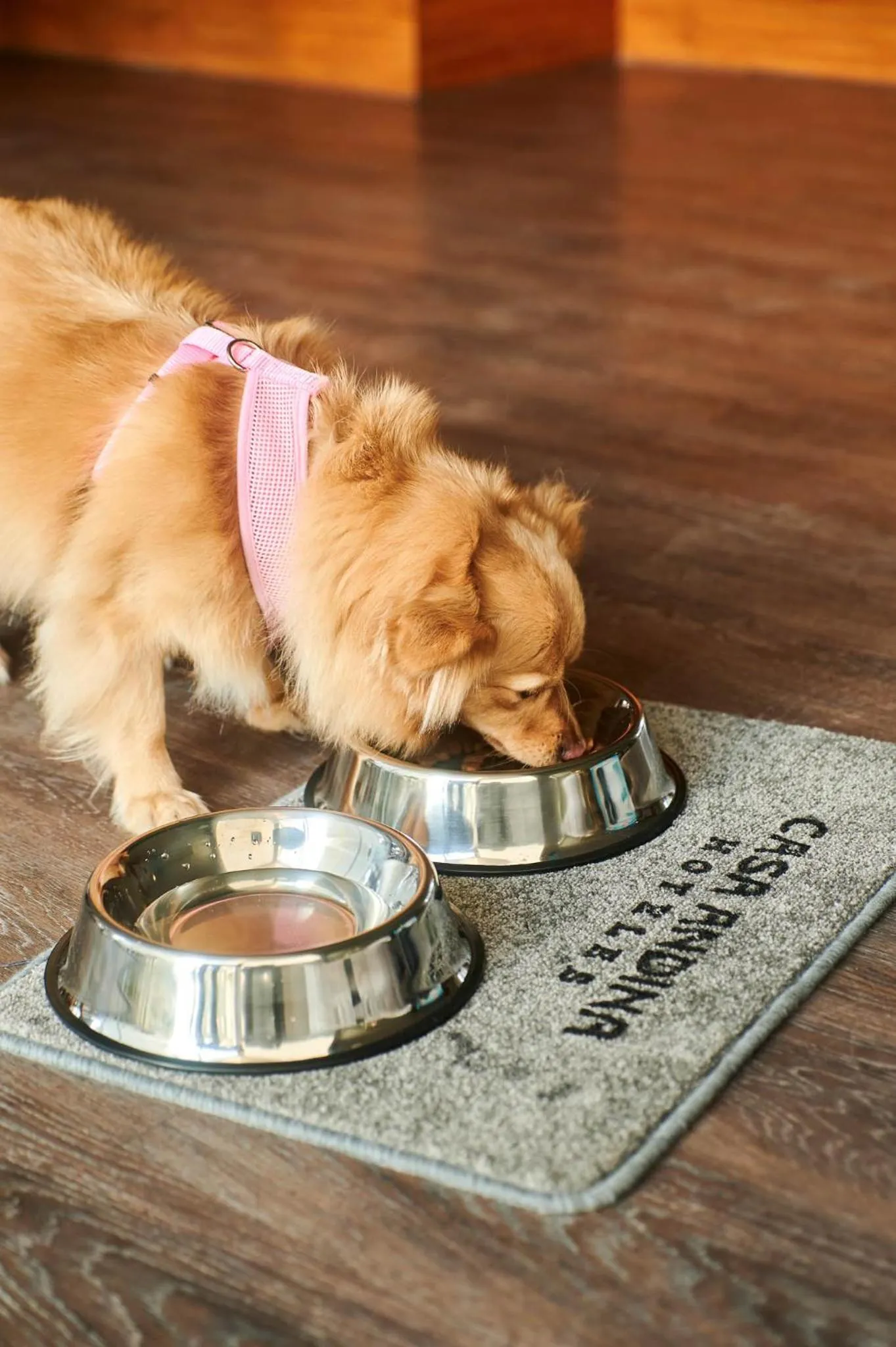 Pets in Casa Andina Select Paracas