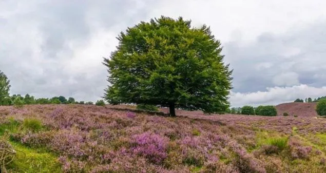 Natural landscape in B&Bveluwezoom