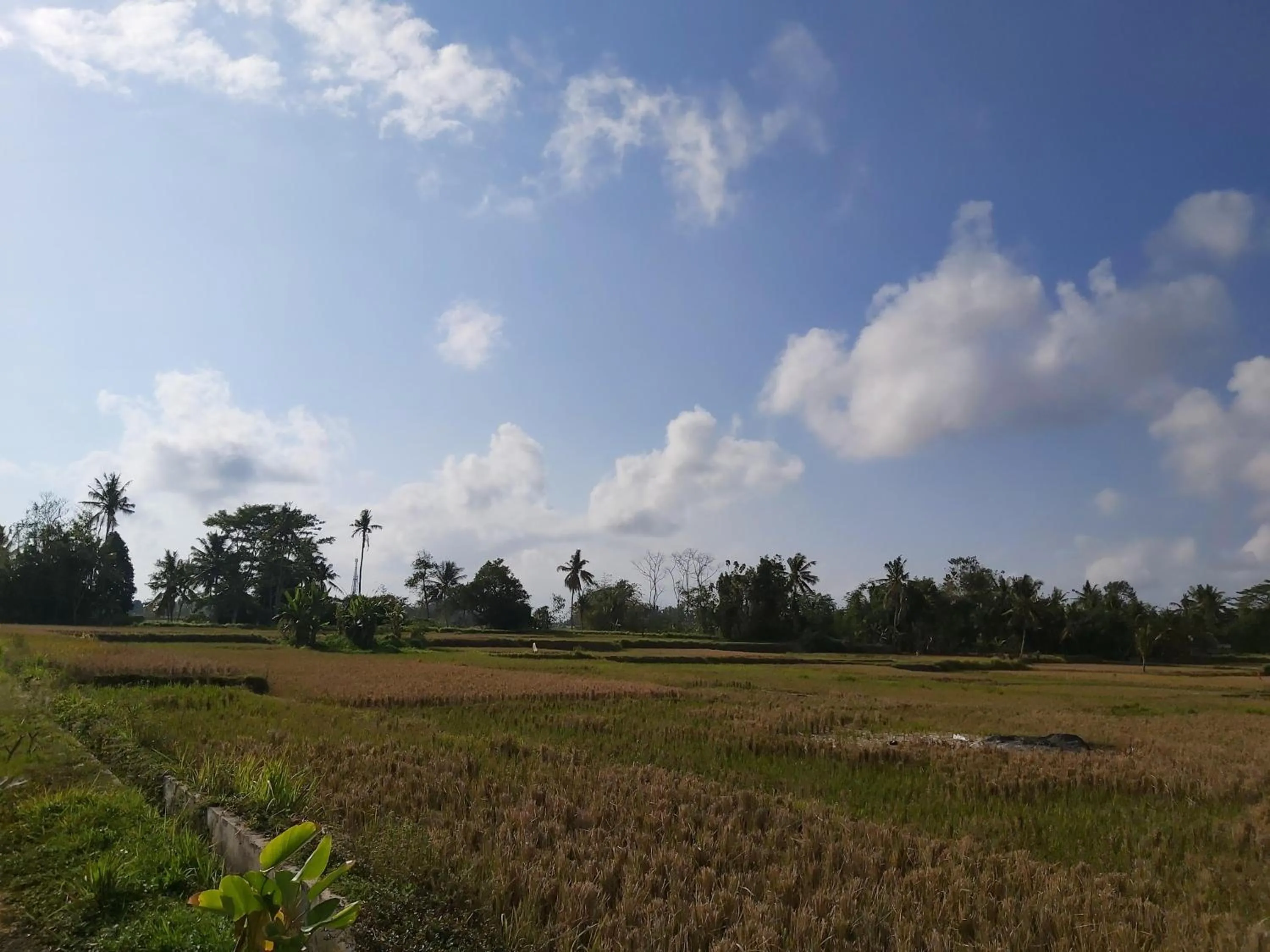 Natural landscape in Ayuna Family Ubud