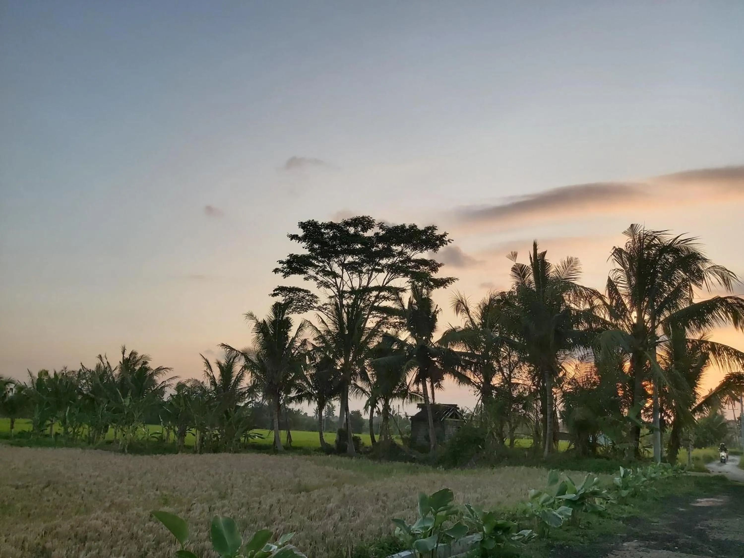 Natural landscape in Ayuna Family Ubud