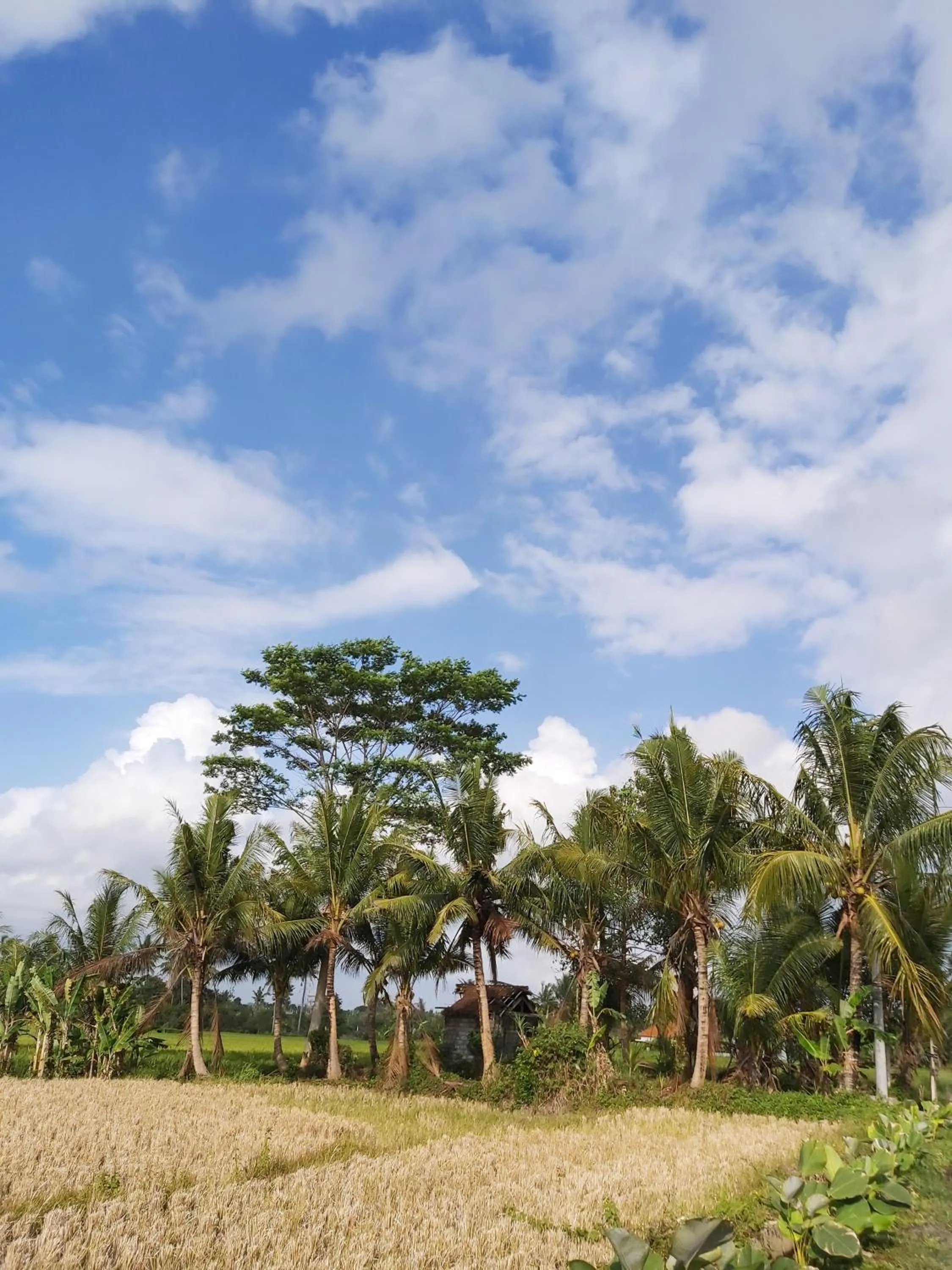 Natural landscape in Ayuna Family Ubud