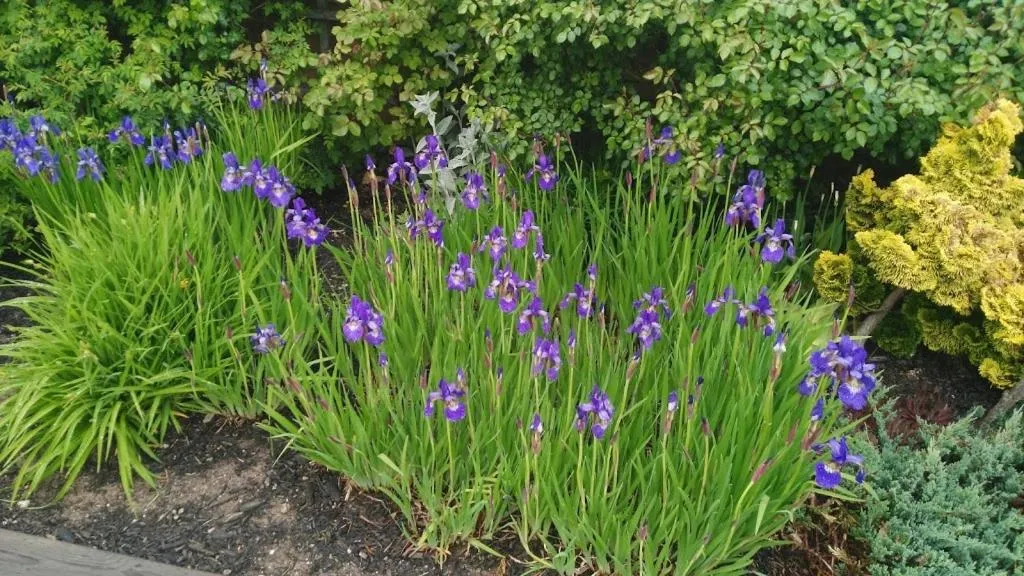 Garden in Coastal Inn - Kingfisher