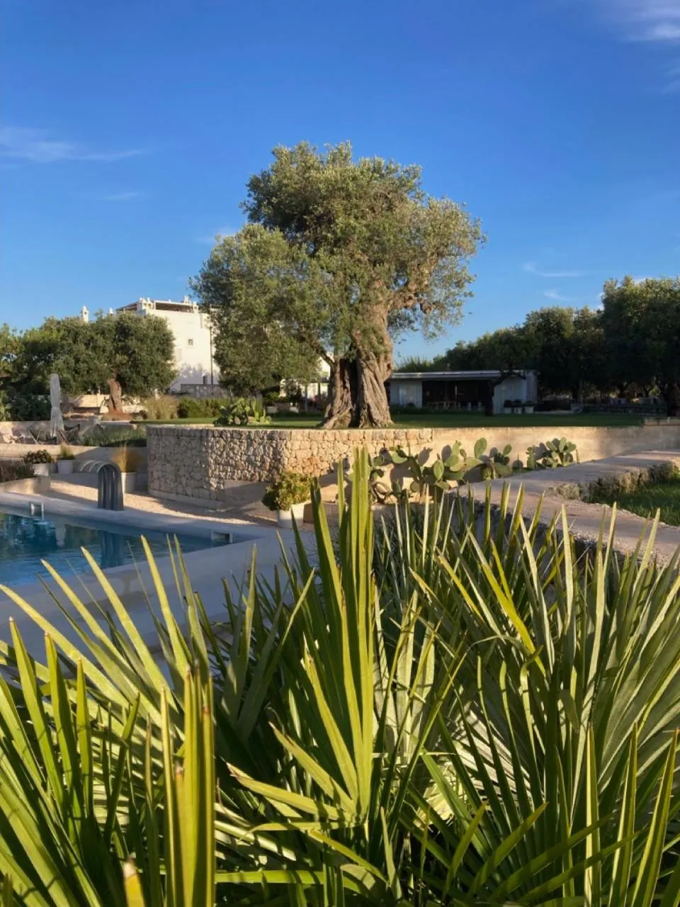 Garden in Boutique Hotel Masseria Sottomasi