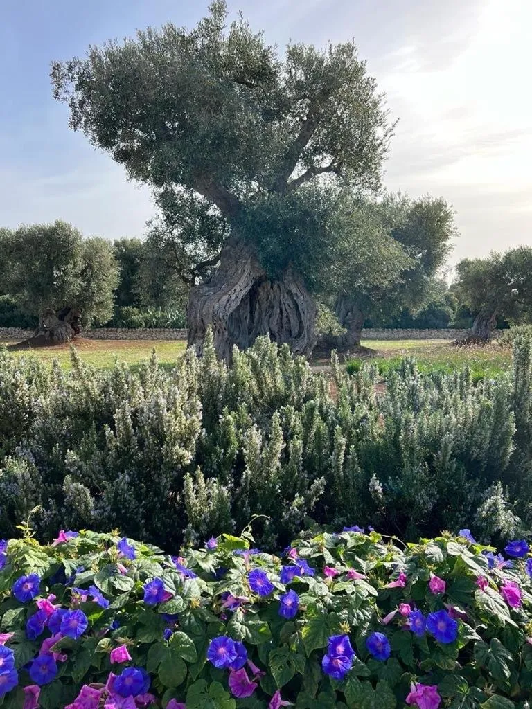 Garden in Boutique Hotel Masseria Sottomasi