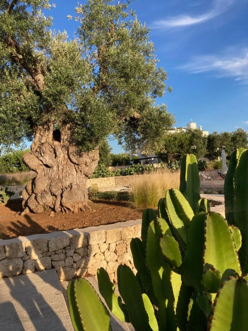 Garden in Boutique Hotel Masseria Sottomasi