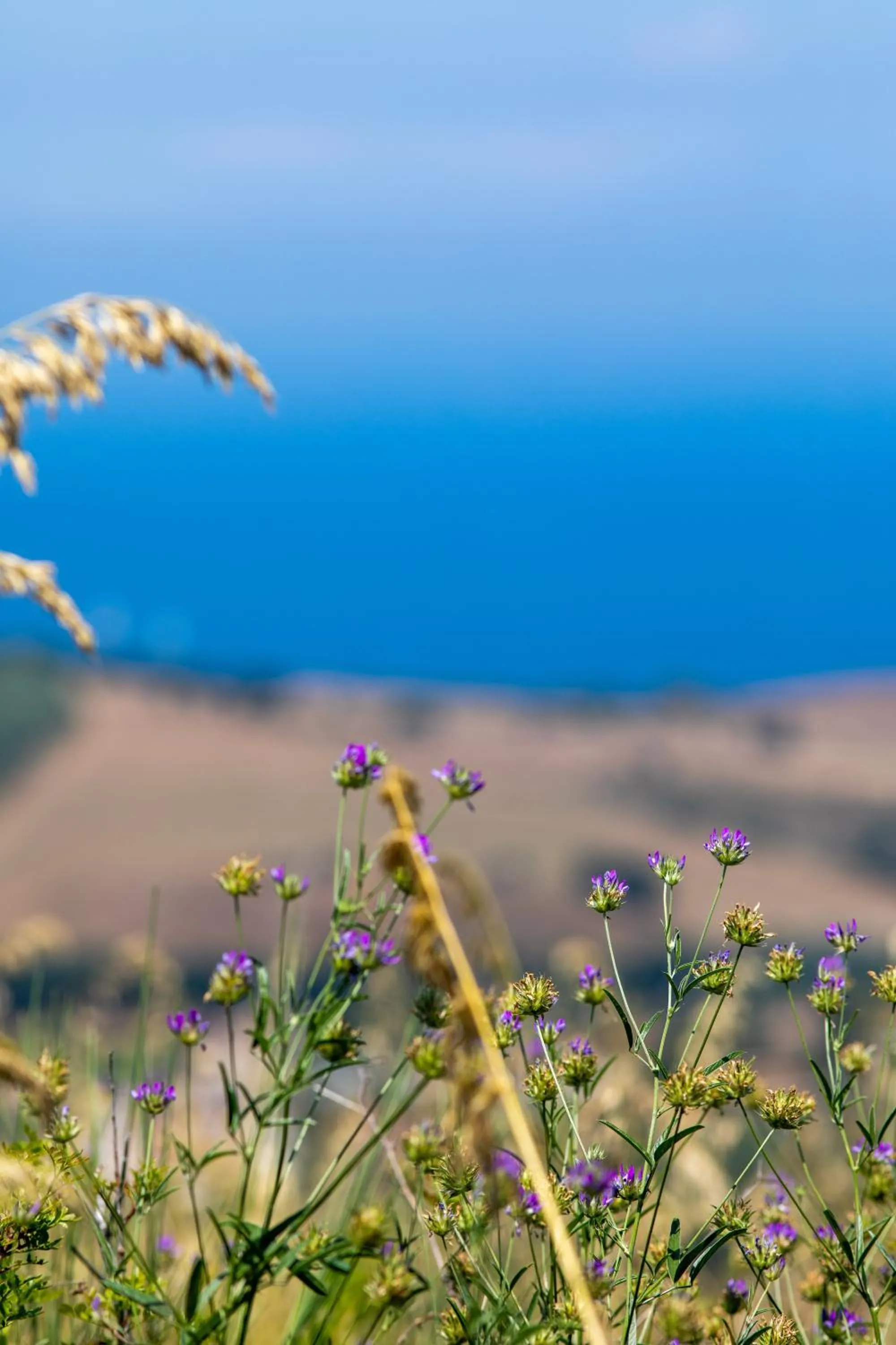 Natural landscape in Il Panorama Housing Cilento