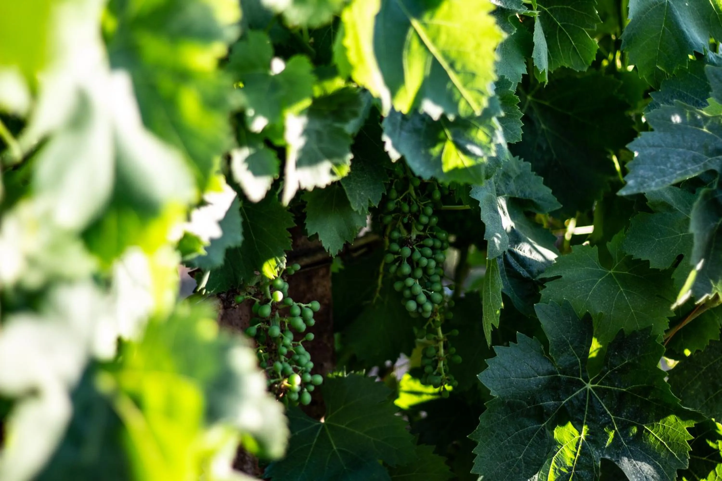 Garden in THE VINEYARDS