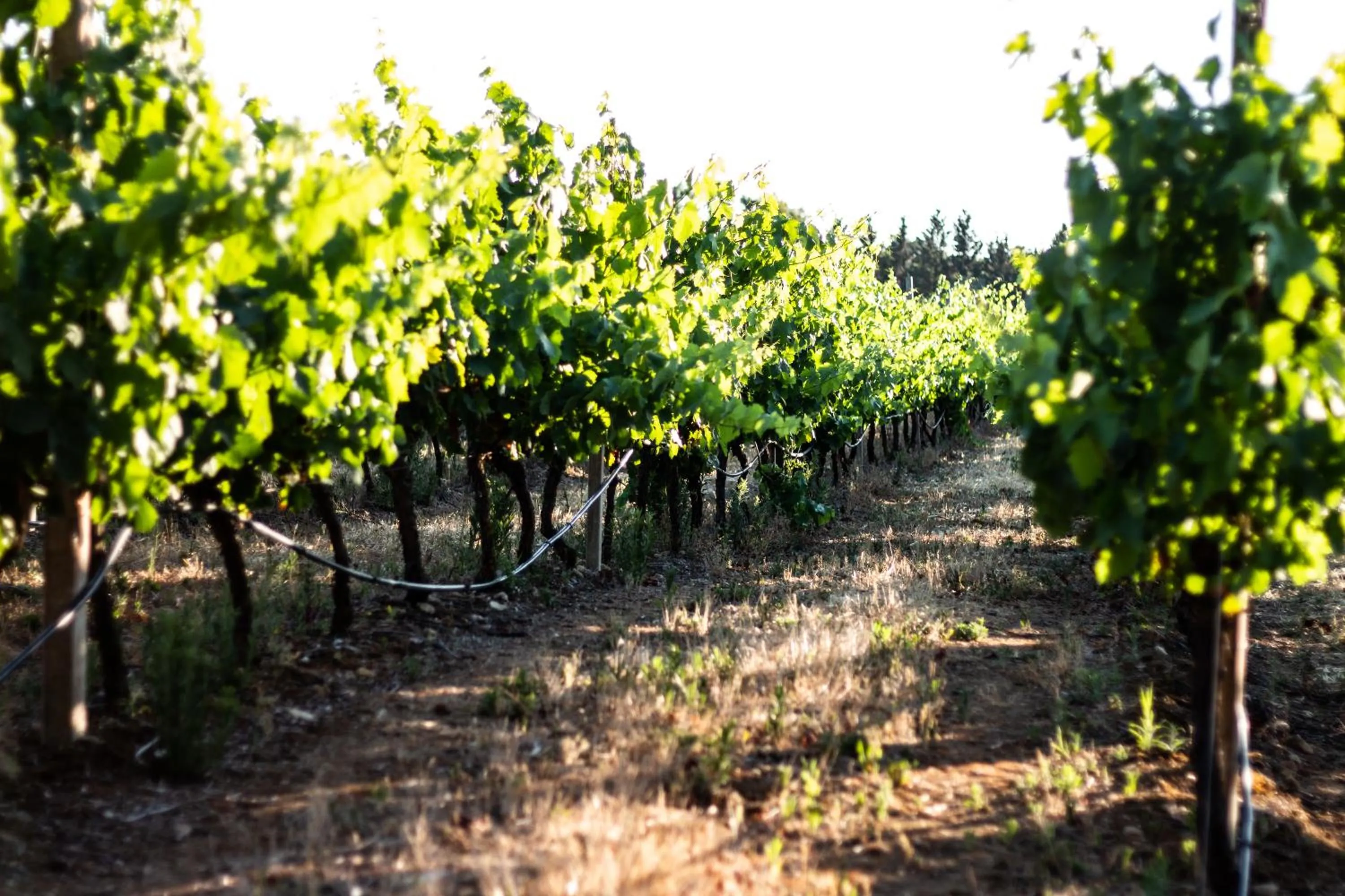 Natural landscape in THE VINEYARDS