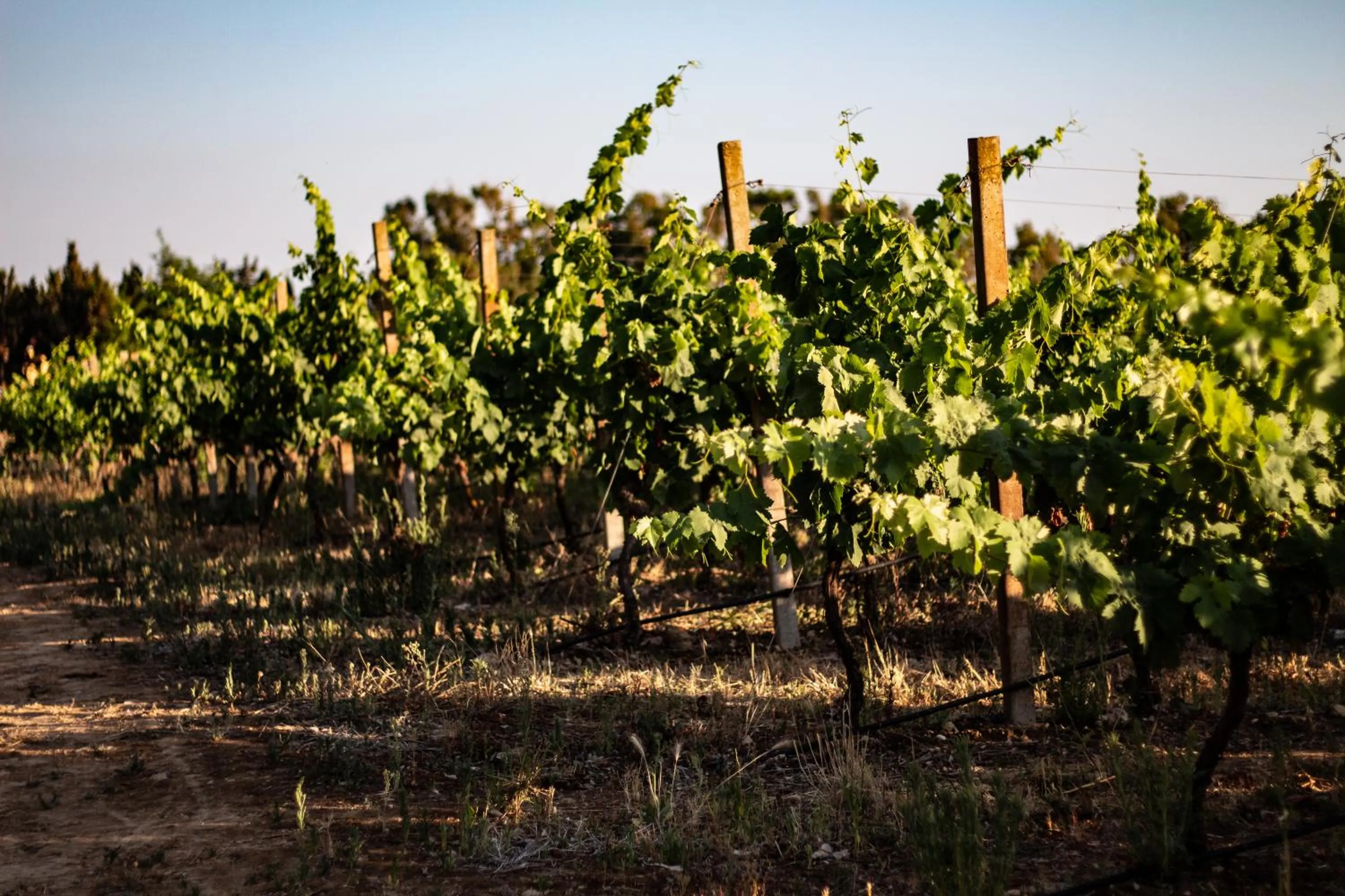 Natural landscape in THE VINEYARDS