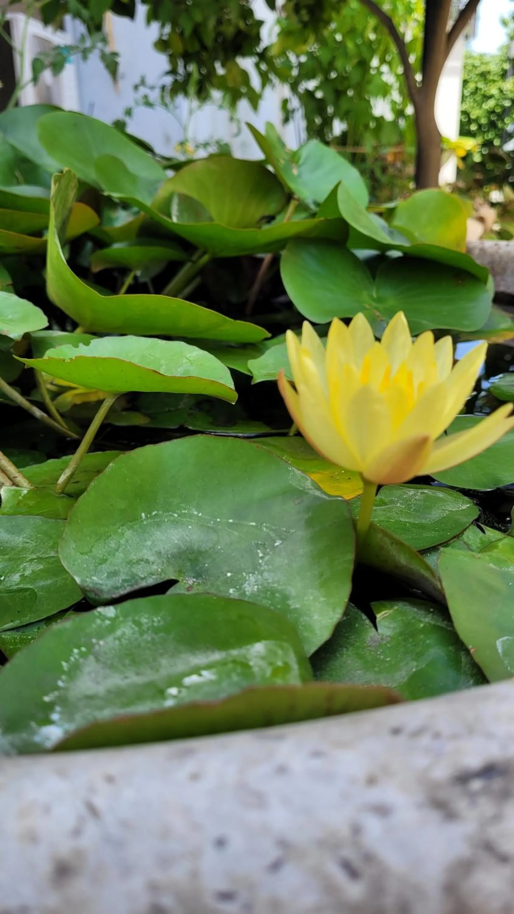 Garden in Domus Olea