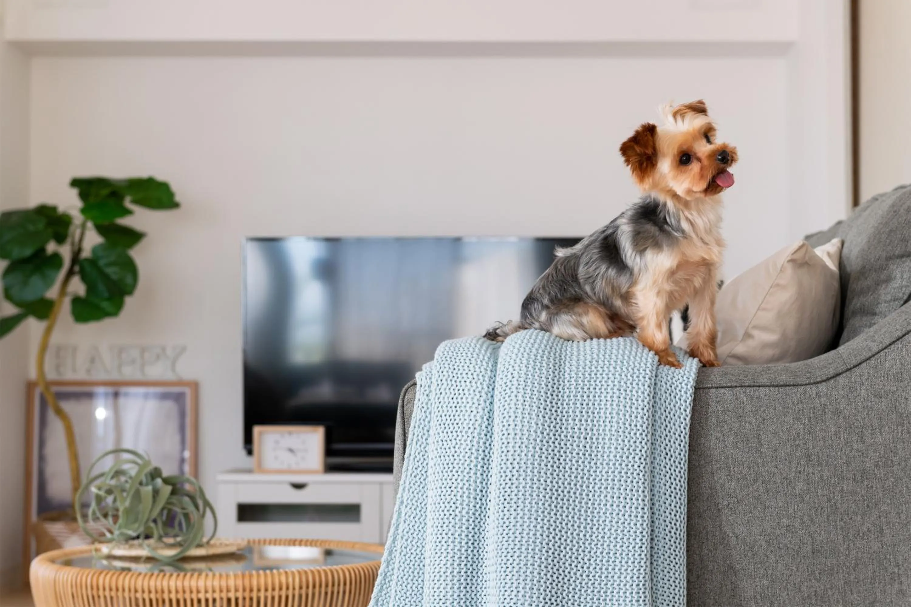 Pets in Little Santa