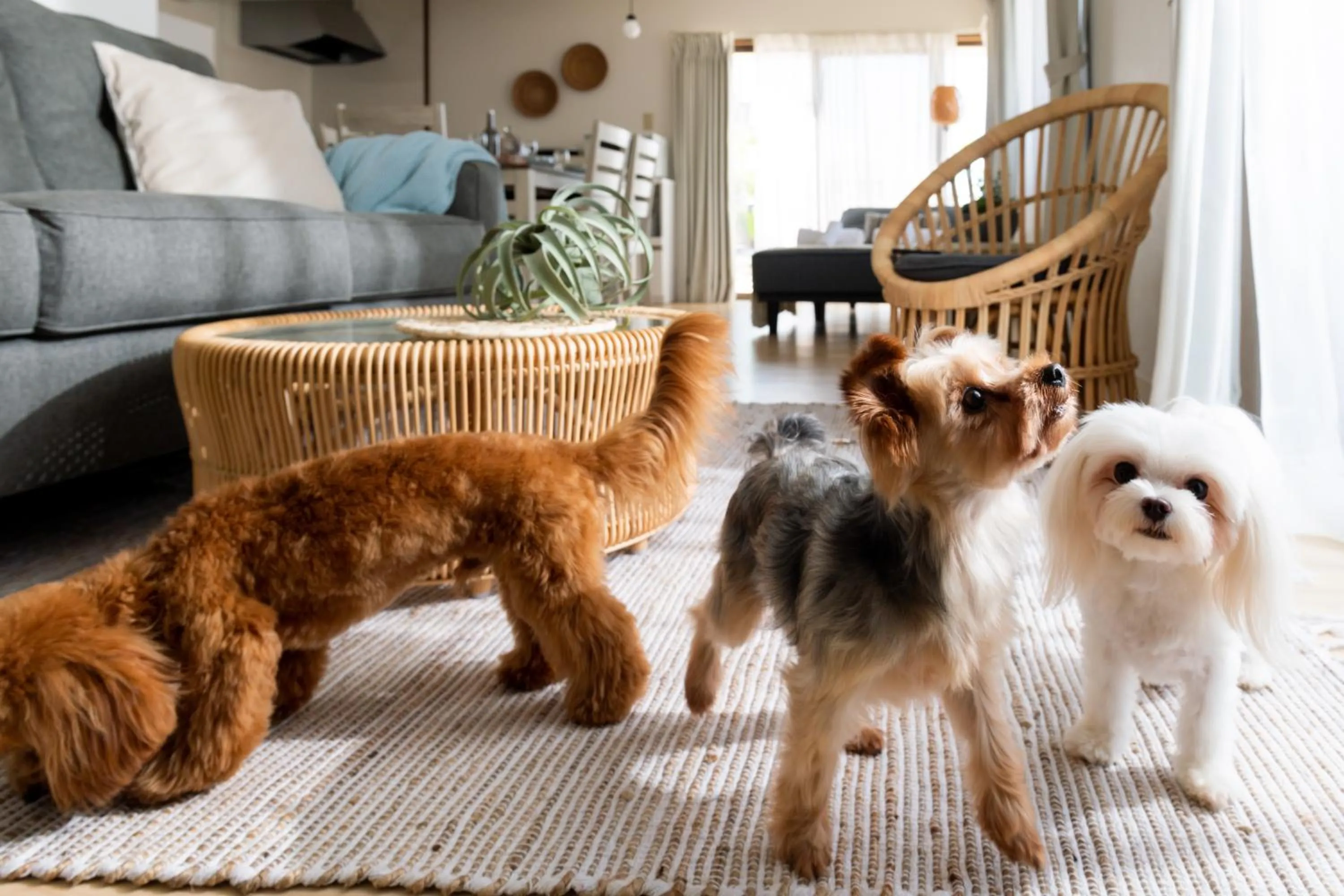 Pets in Little Santa