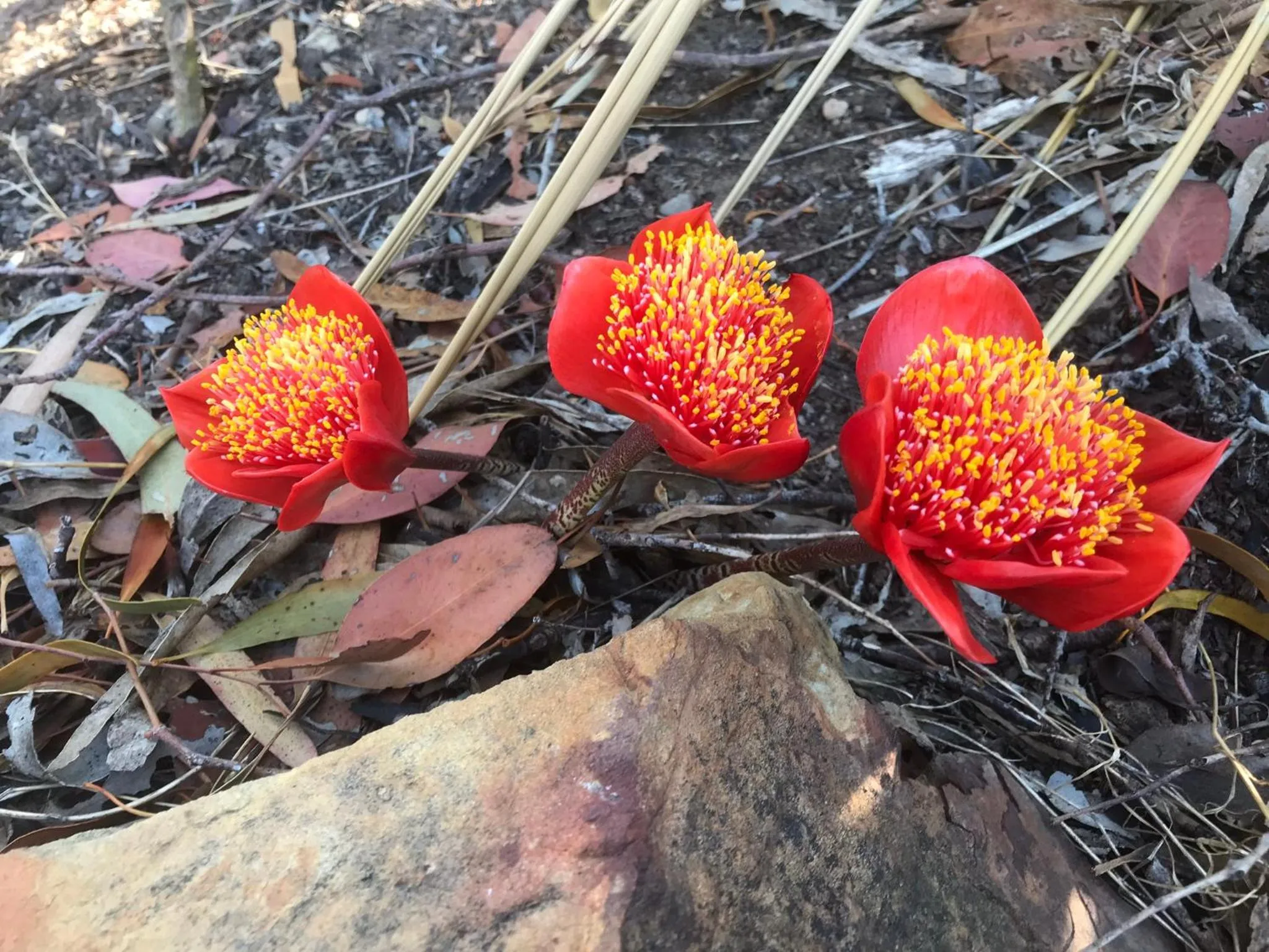 Other in Stephanie’s Country Cottages