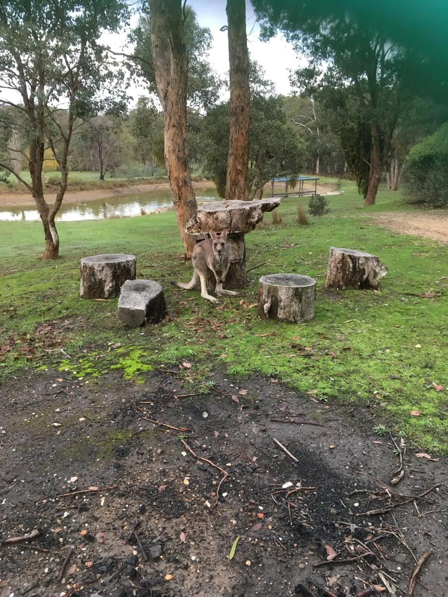 Animals in Stephanie’s Country Cottages