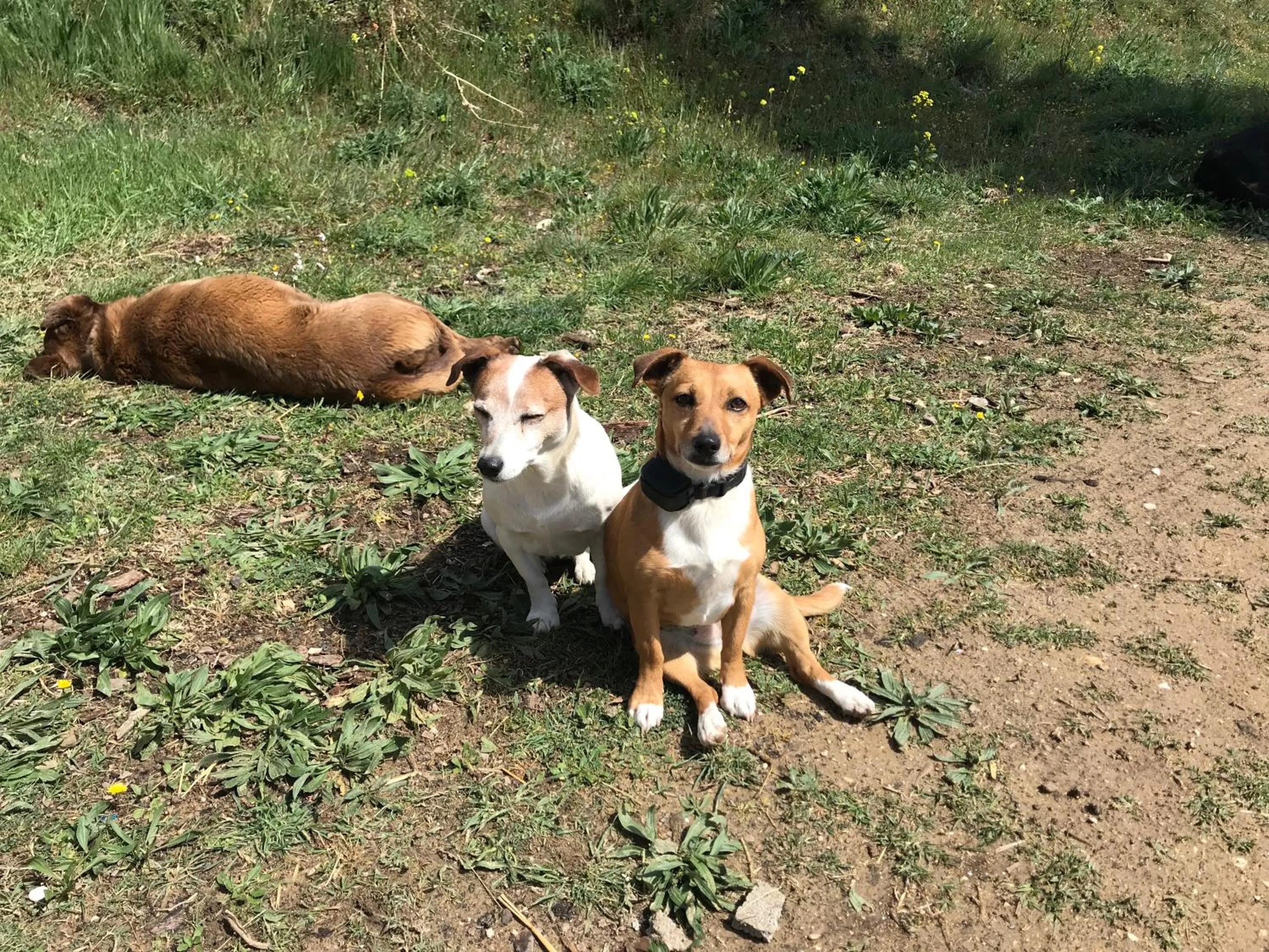 Animals in Locations insolites "vie en plein air" cabane et tipi Bastide Bellugue maison d'hôtes reseau Bienvenue à la ferme à 3 mn de lourmarin