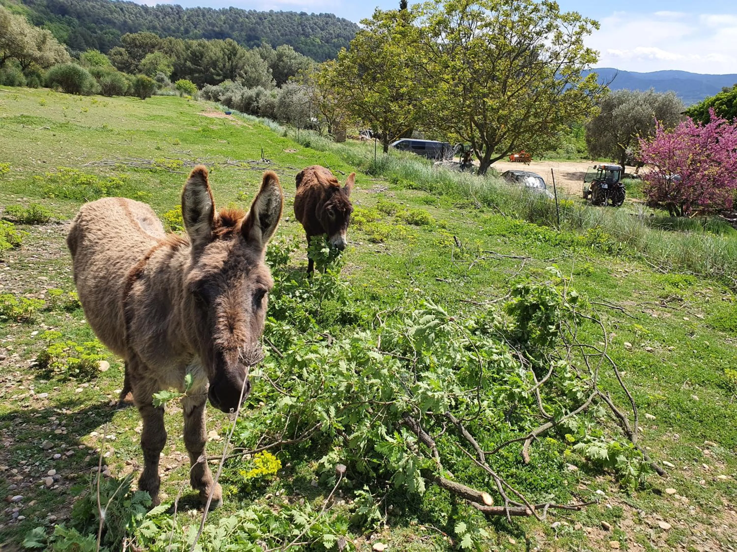 Locations insolites "vie en plein air" cabane et tipi Bastide Bellugue maison d'hôtes reseau Bienvenue à la ferme à 3 mn de lourmarin