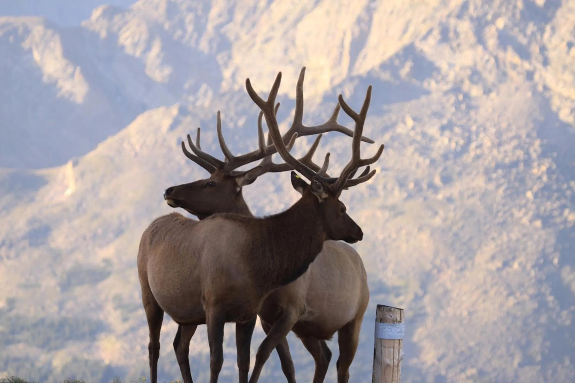 Animals in Alpine Trail Ridge Inn
