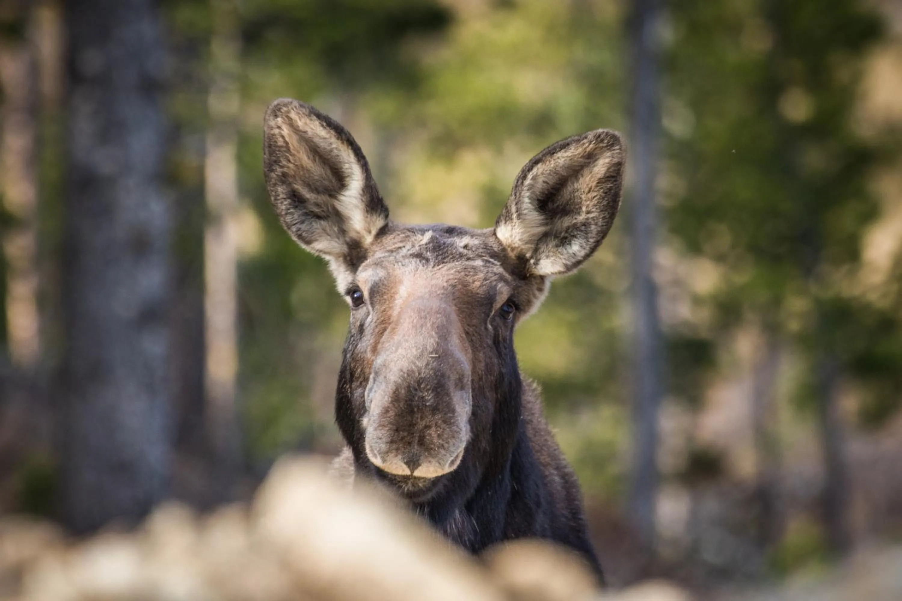 Animals in Stagecoach Inn & Suites