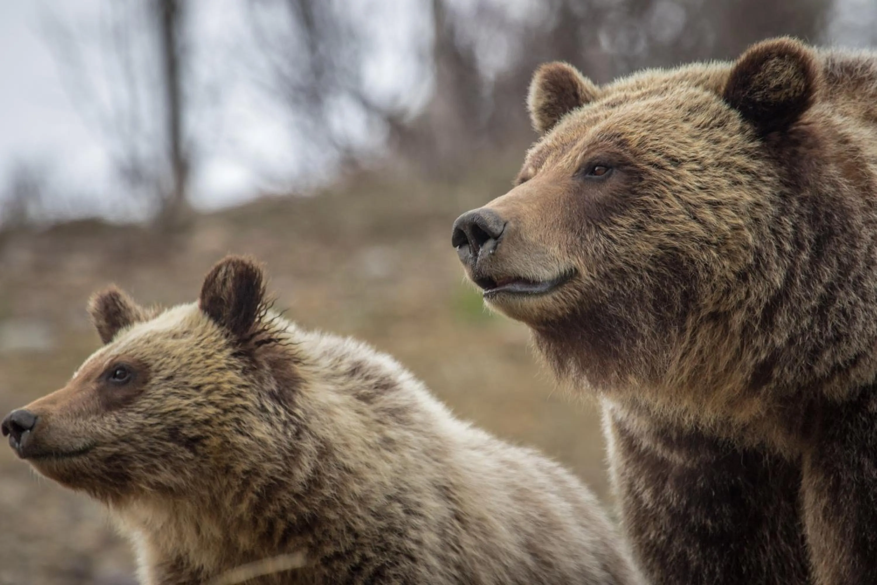 Spring in Stagecoach Inn & Suites