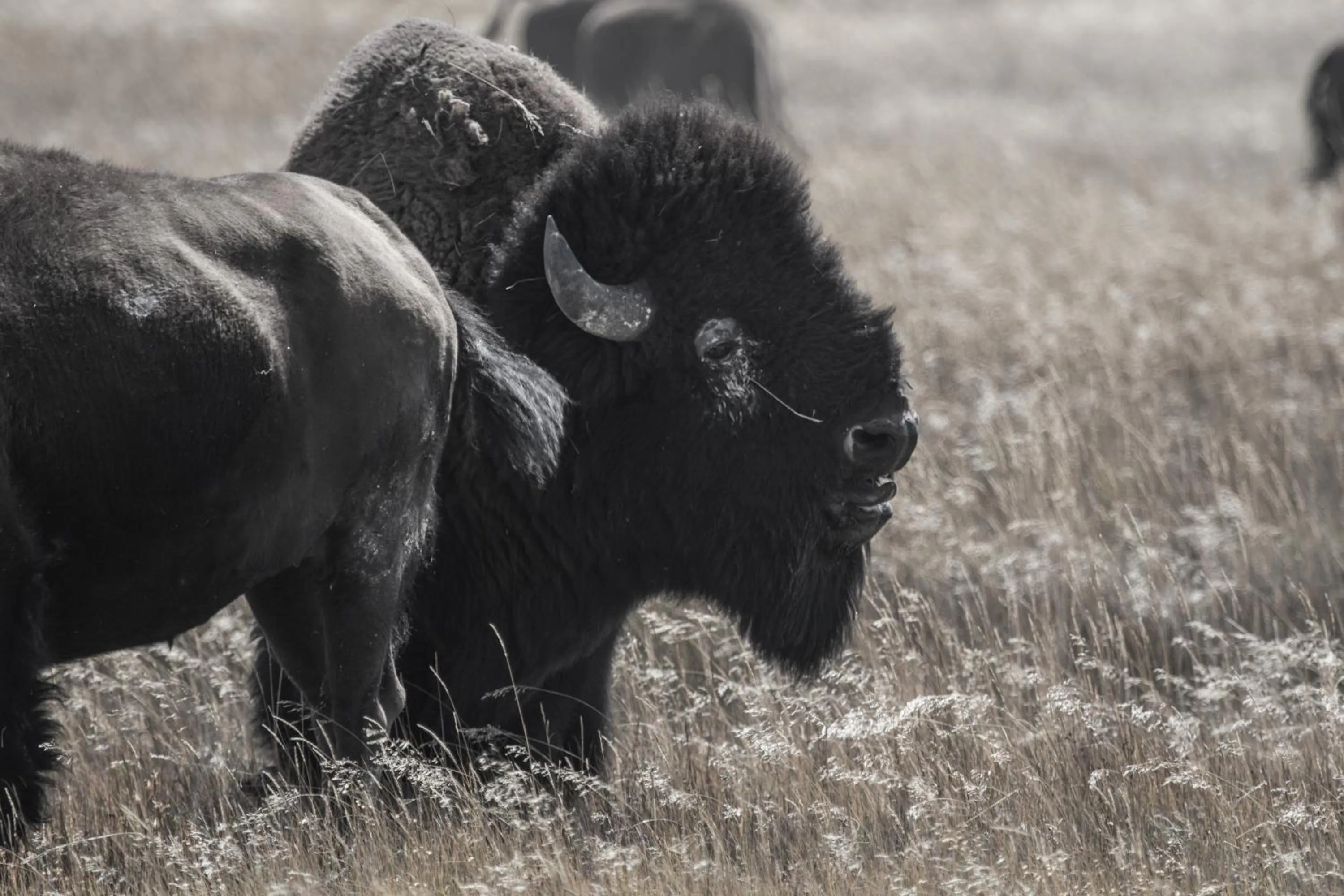 Activities in Stagecoach Inn & Suites