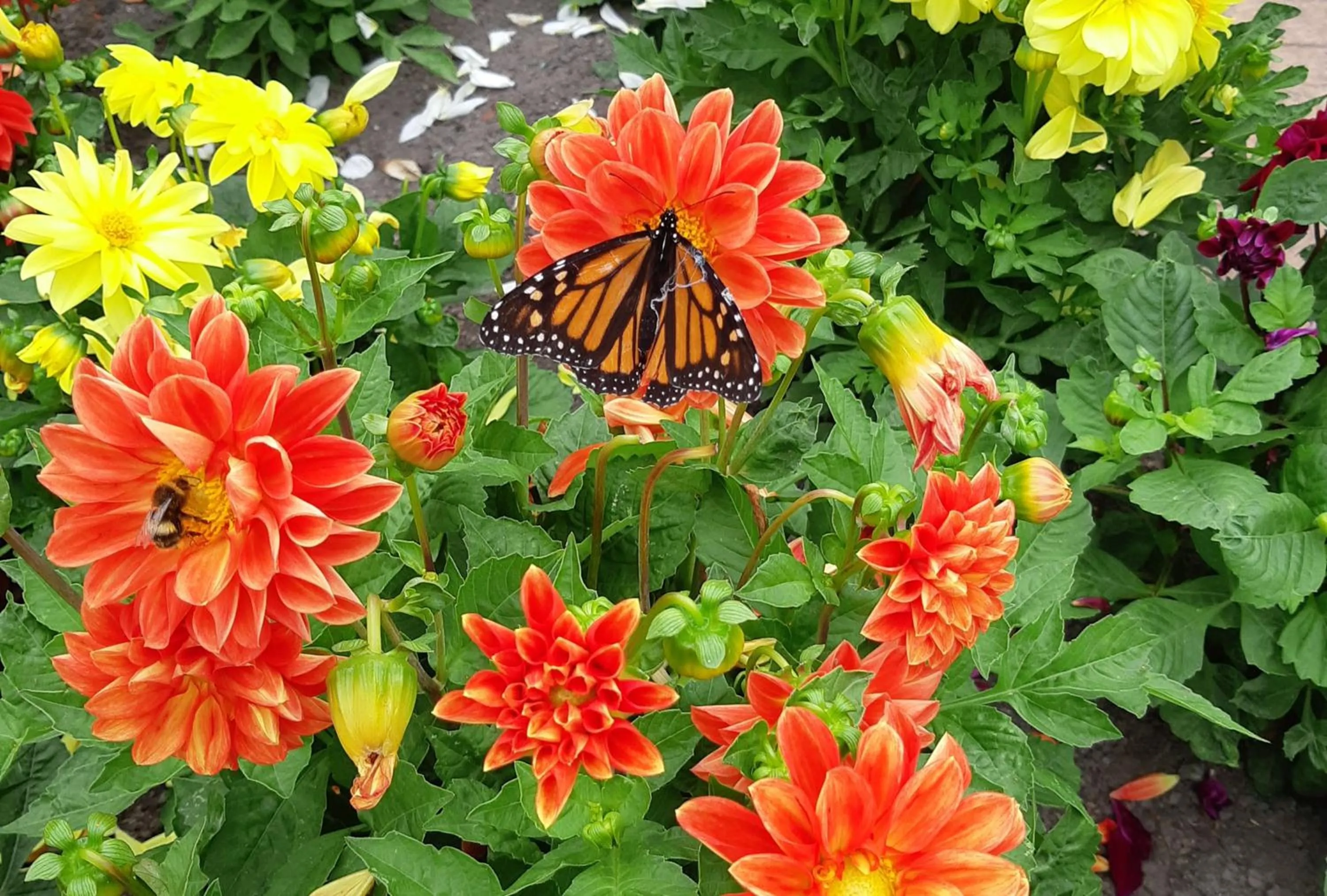 Garden in Avon City Motel