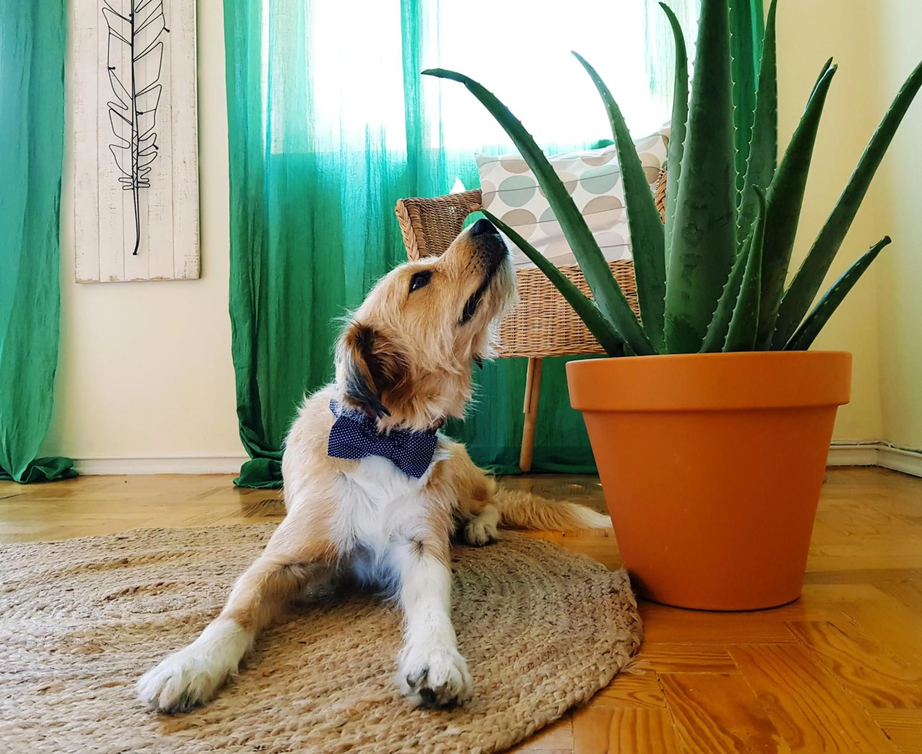 Decorative detail in Green Element Guesthouse