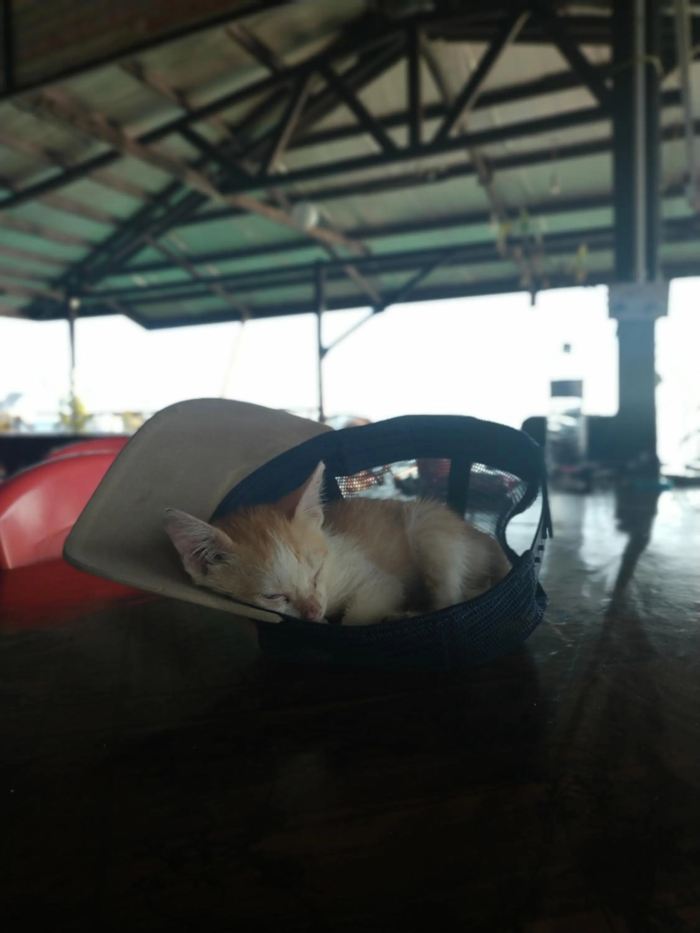 Pets in Mabul Backpackers