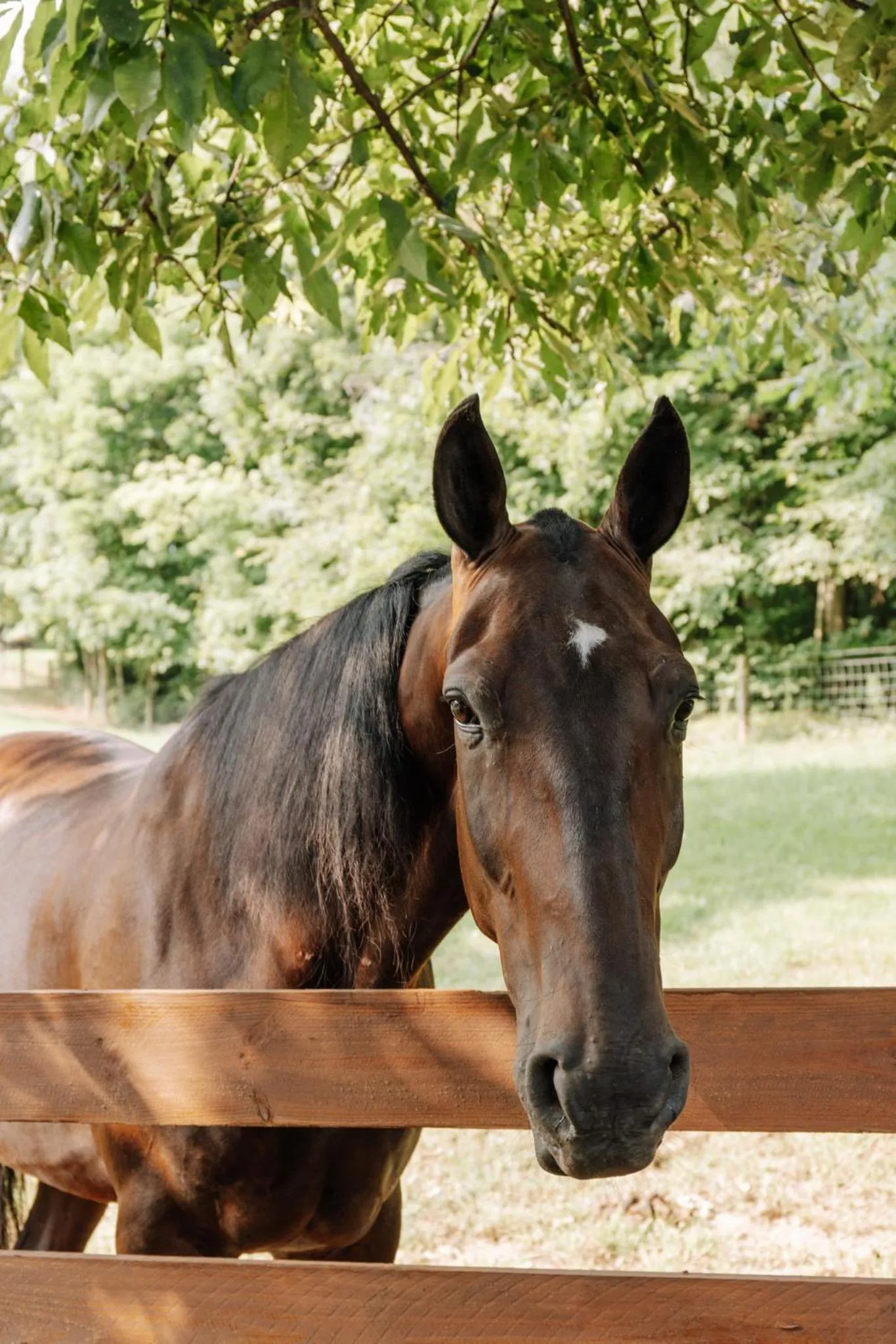 Sojourner's Lodge & Log Cabin Suites