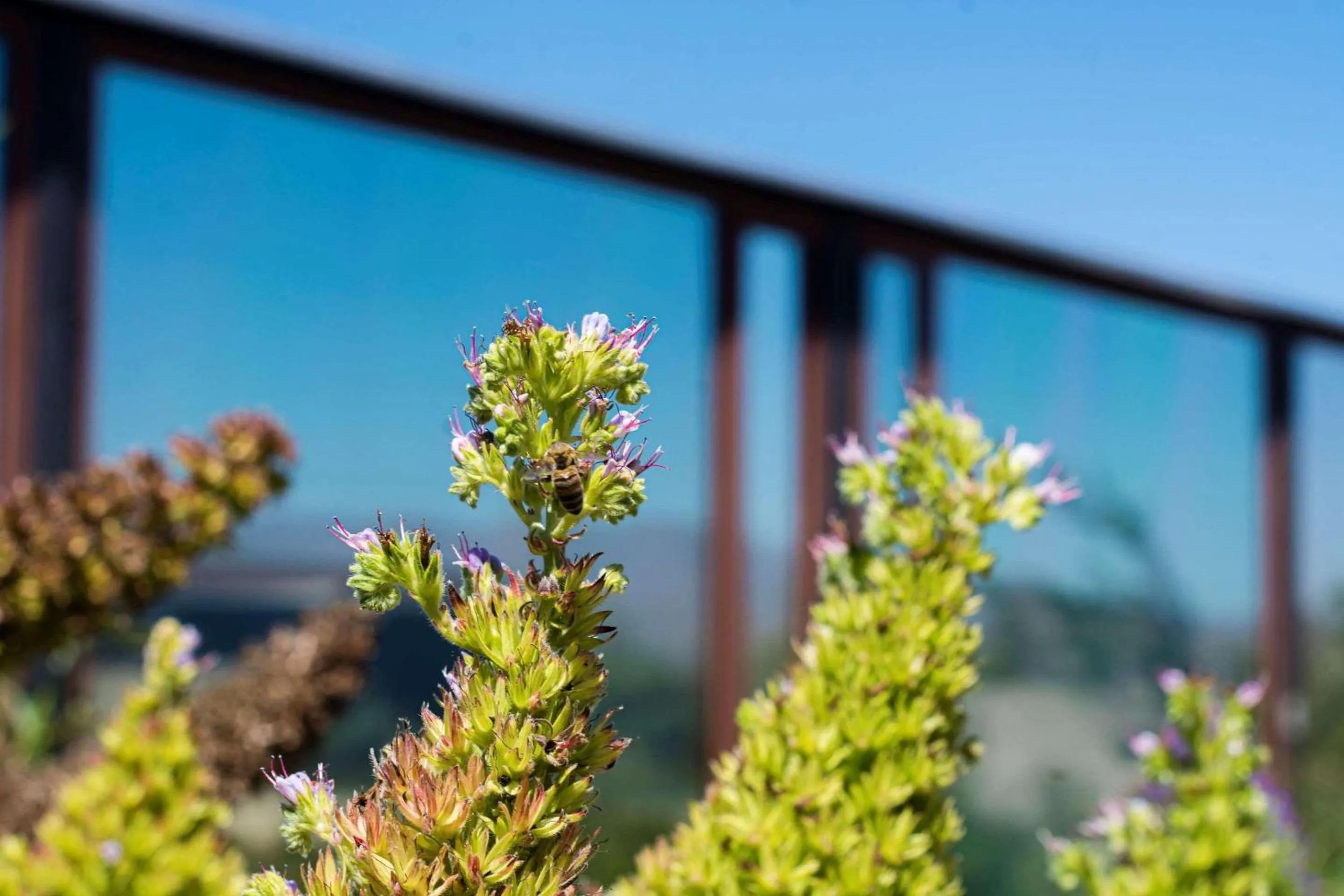 Other in Park Inn by Radisson Los Olivos de Vallenar