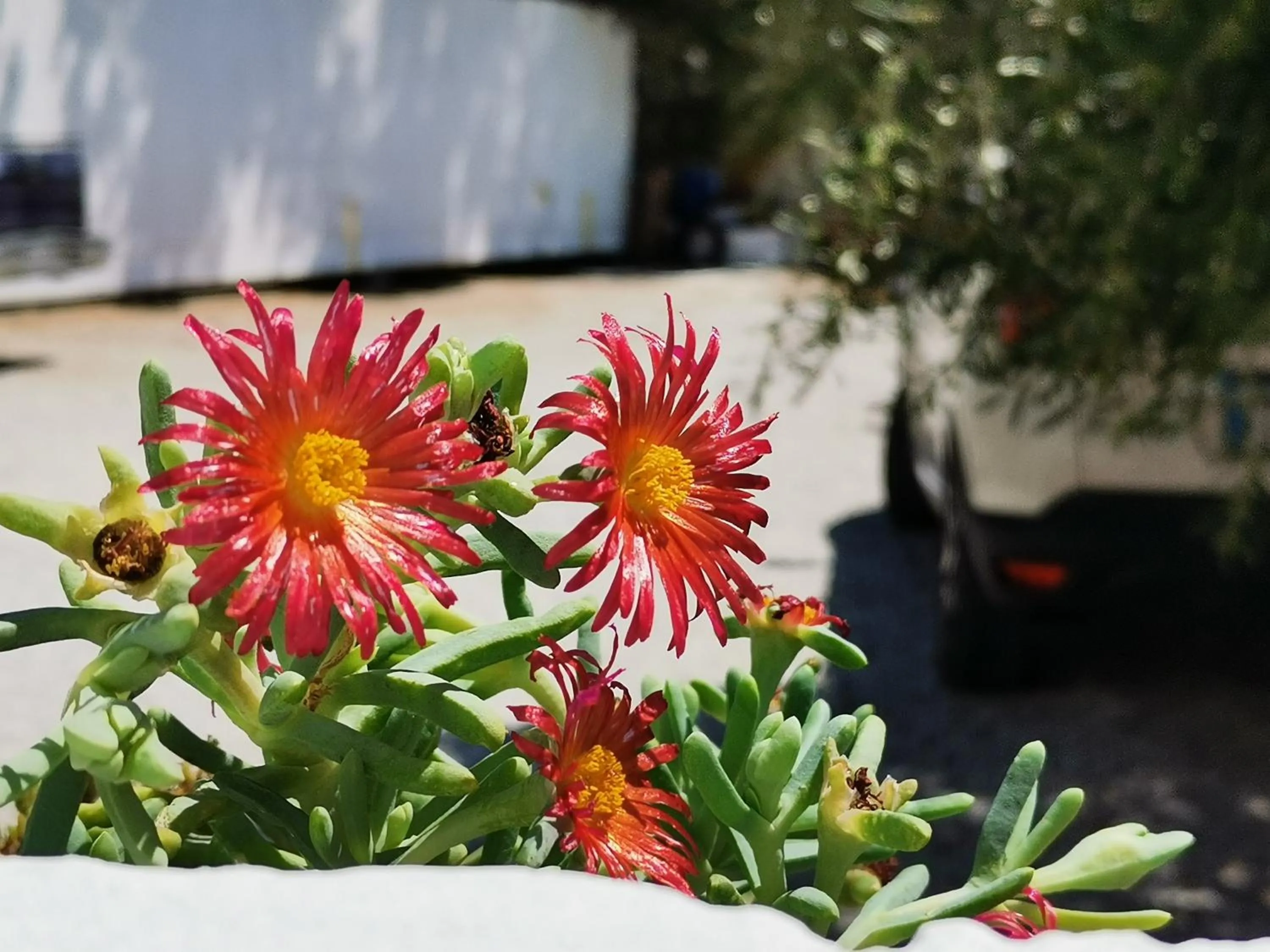 Garden in New Aurora Apts Studios
