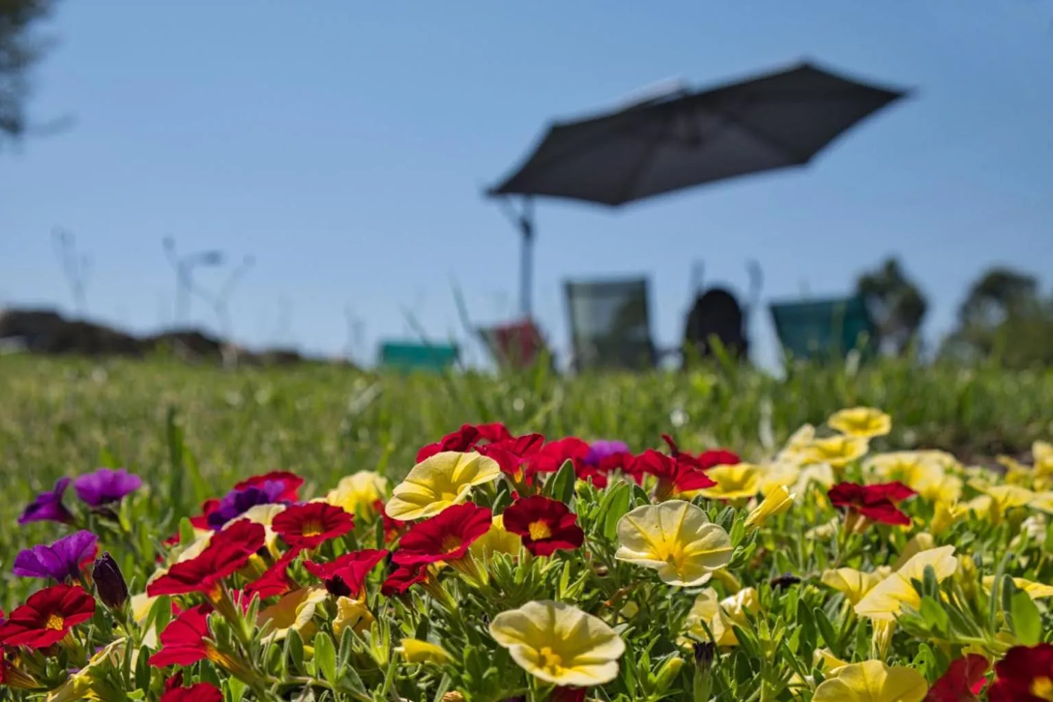 Garden in Oak Nature