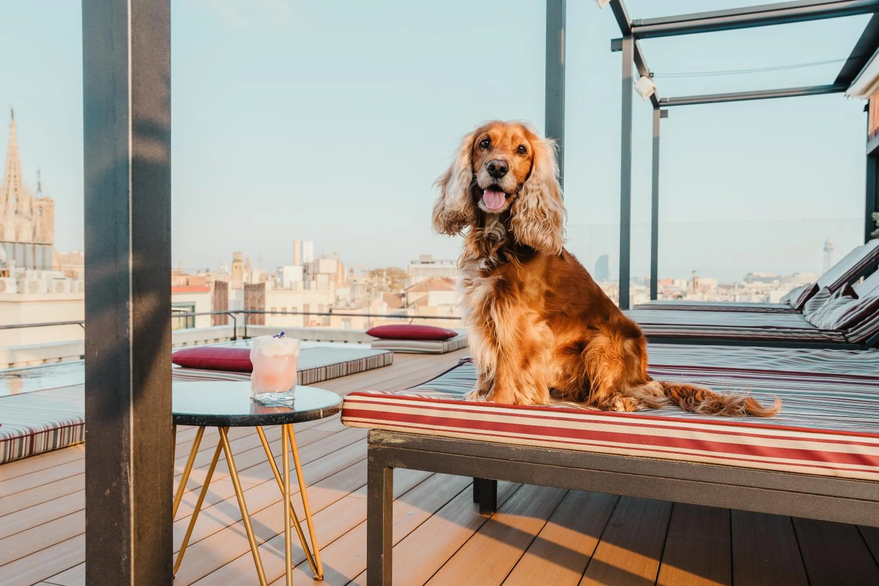 Pets in Kimpton Vividora Hotel by IHG
