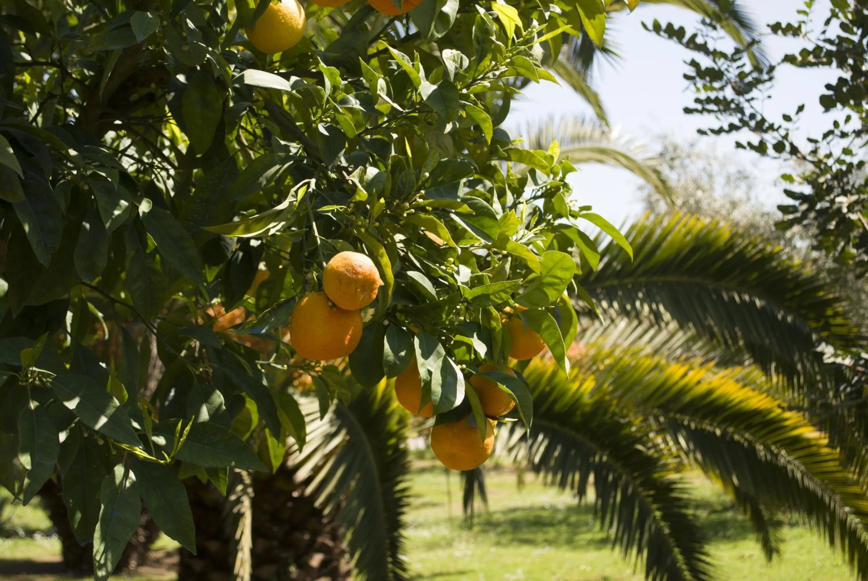 Garden in Il Boschetto