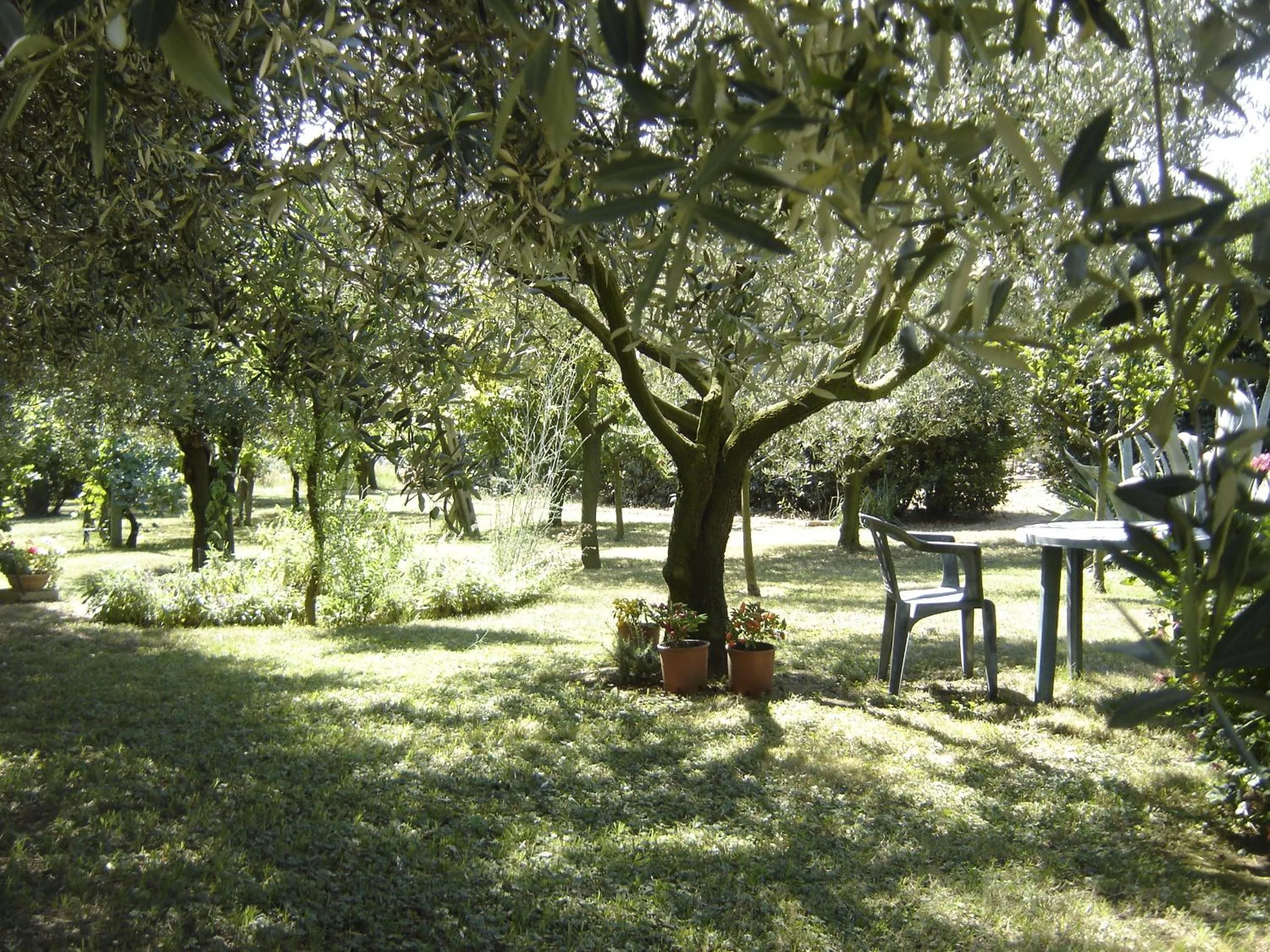 Garden in Il Boschetto