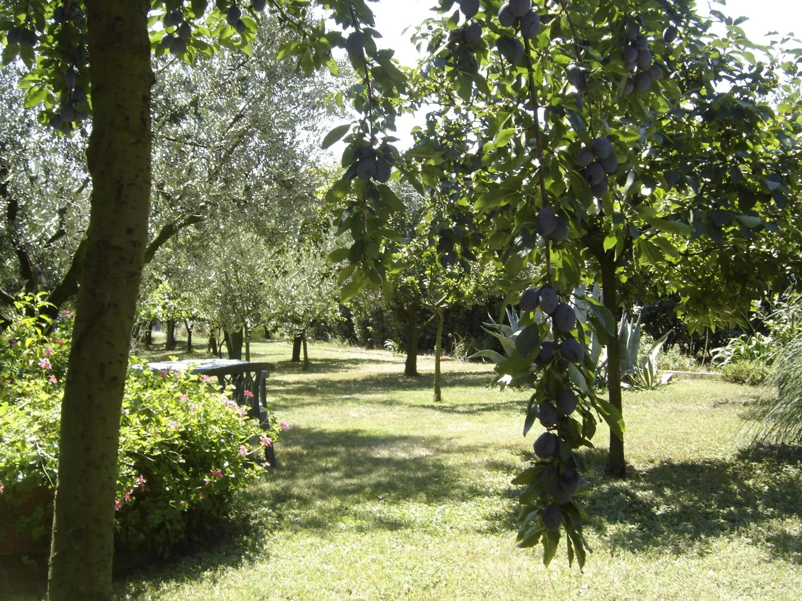 Garden in Il Boschetto