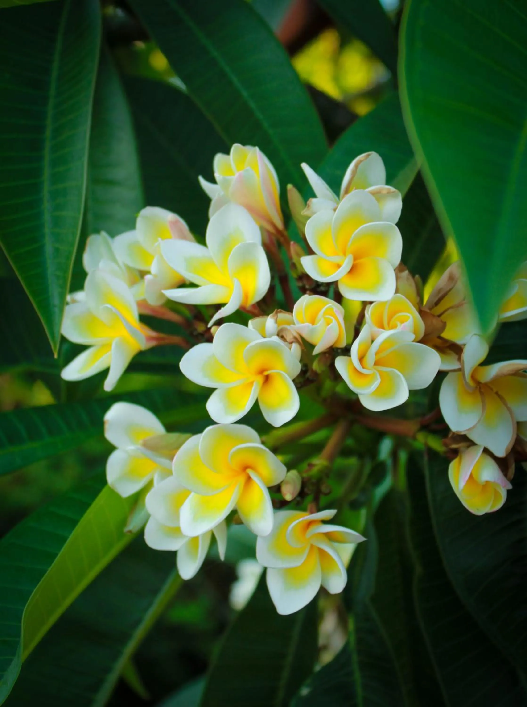 Natural landscape in Lapida Garden