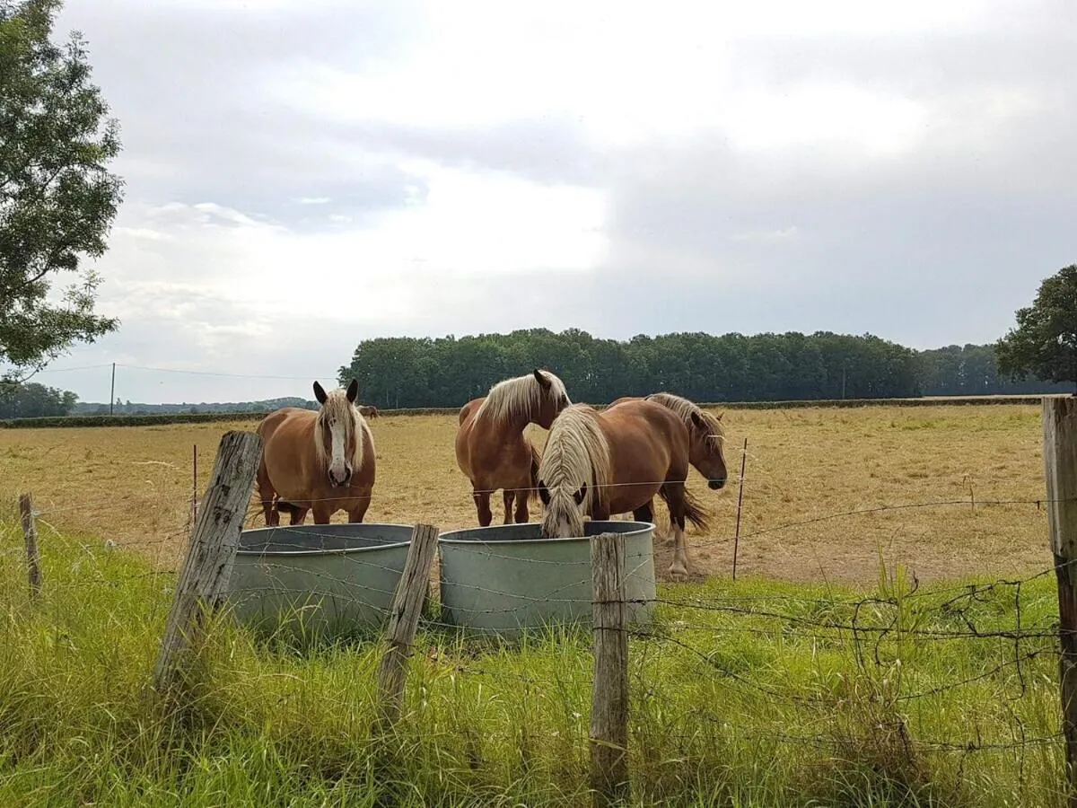 Garden in Domaine de l'Augeonnière