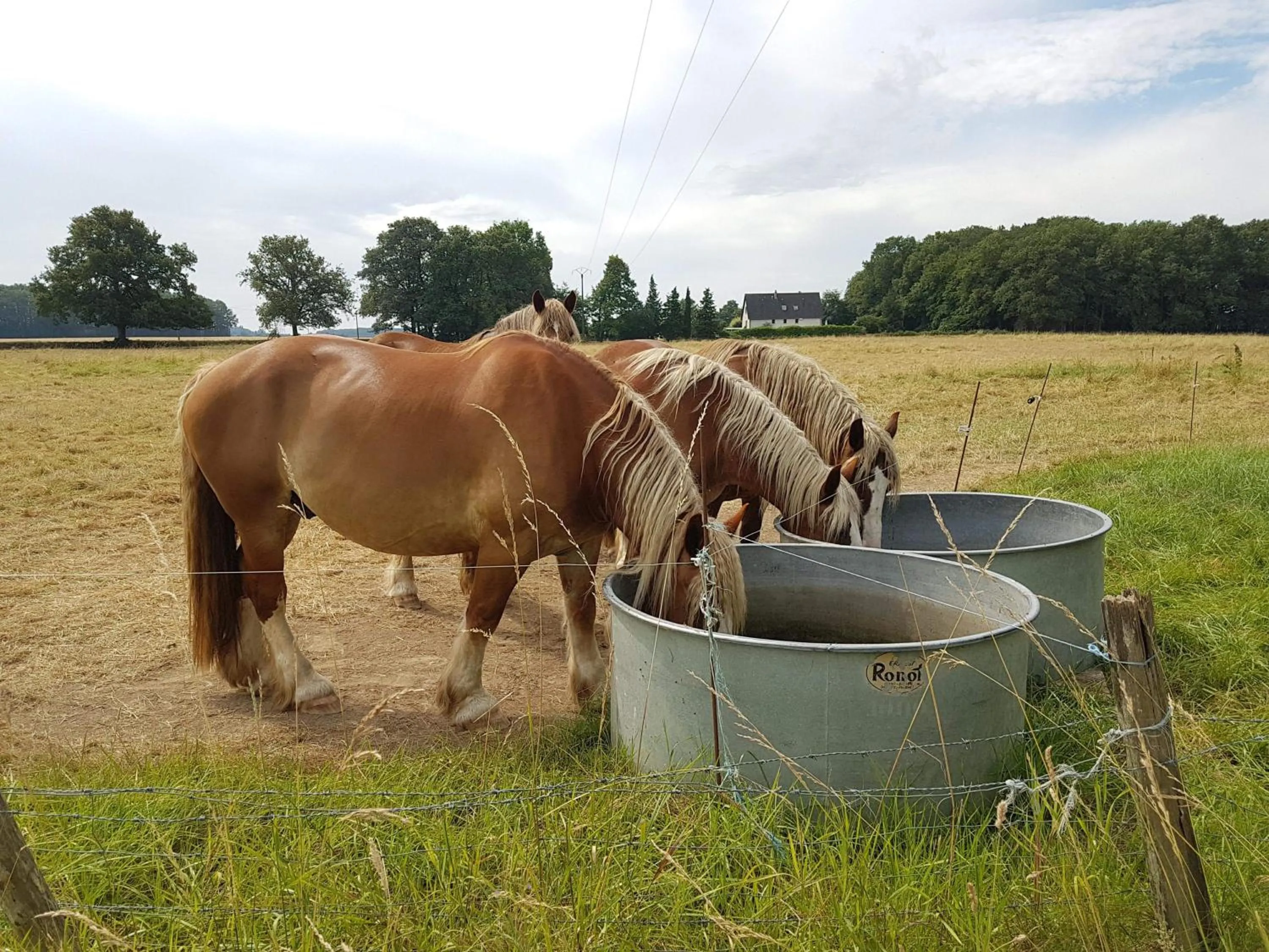 Property building in Domaine de l'Augeonnière