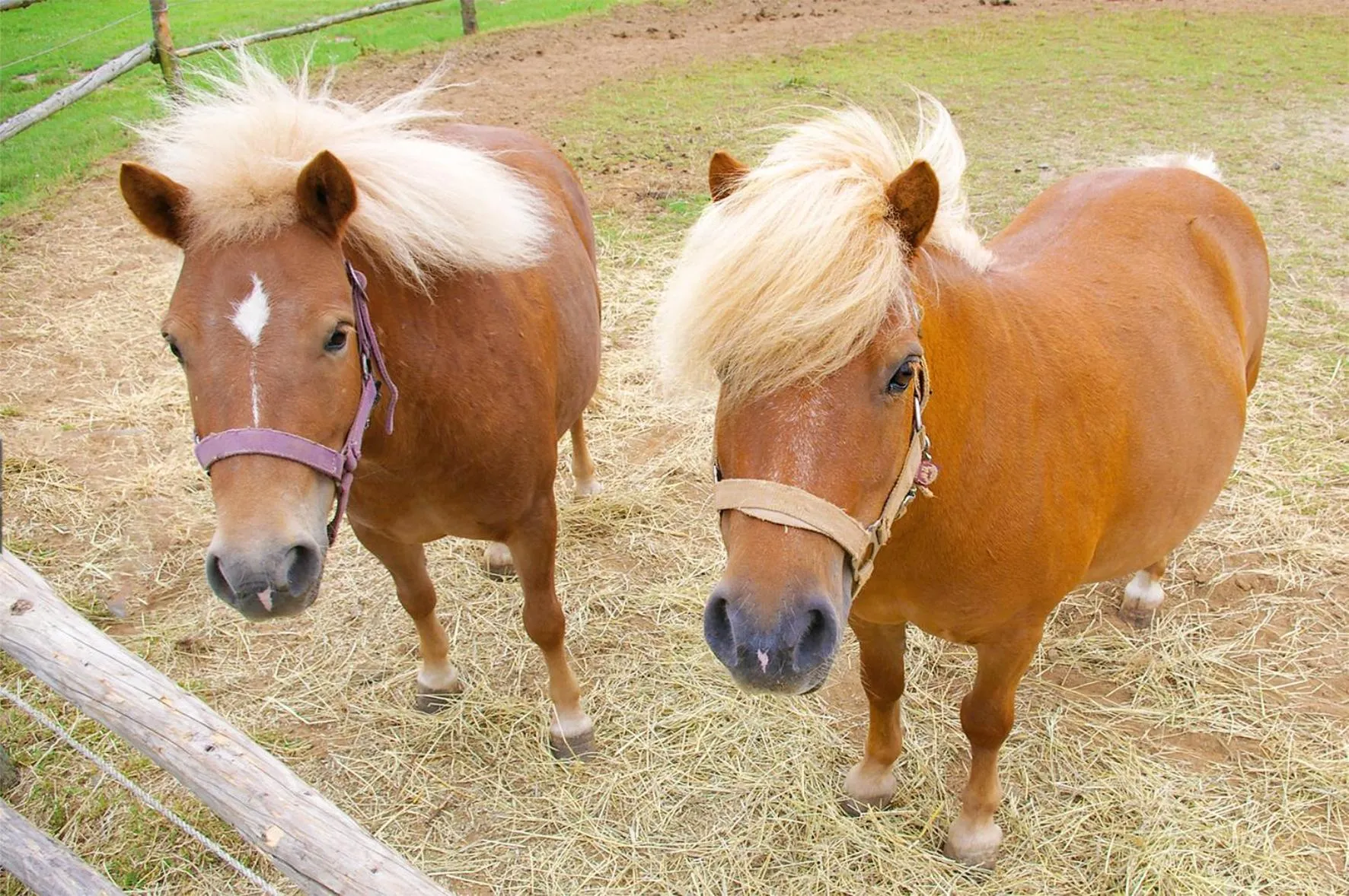 Animals in Golchener Hof - Familienhotel & Bauernhofurlaub in Mecklenburg