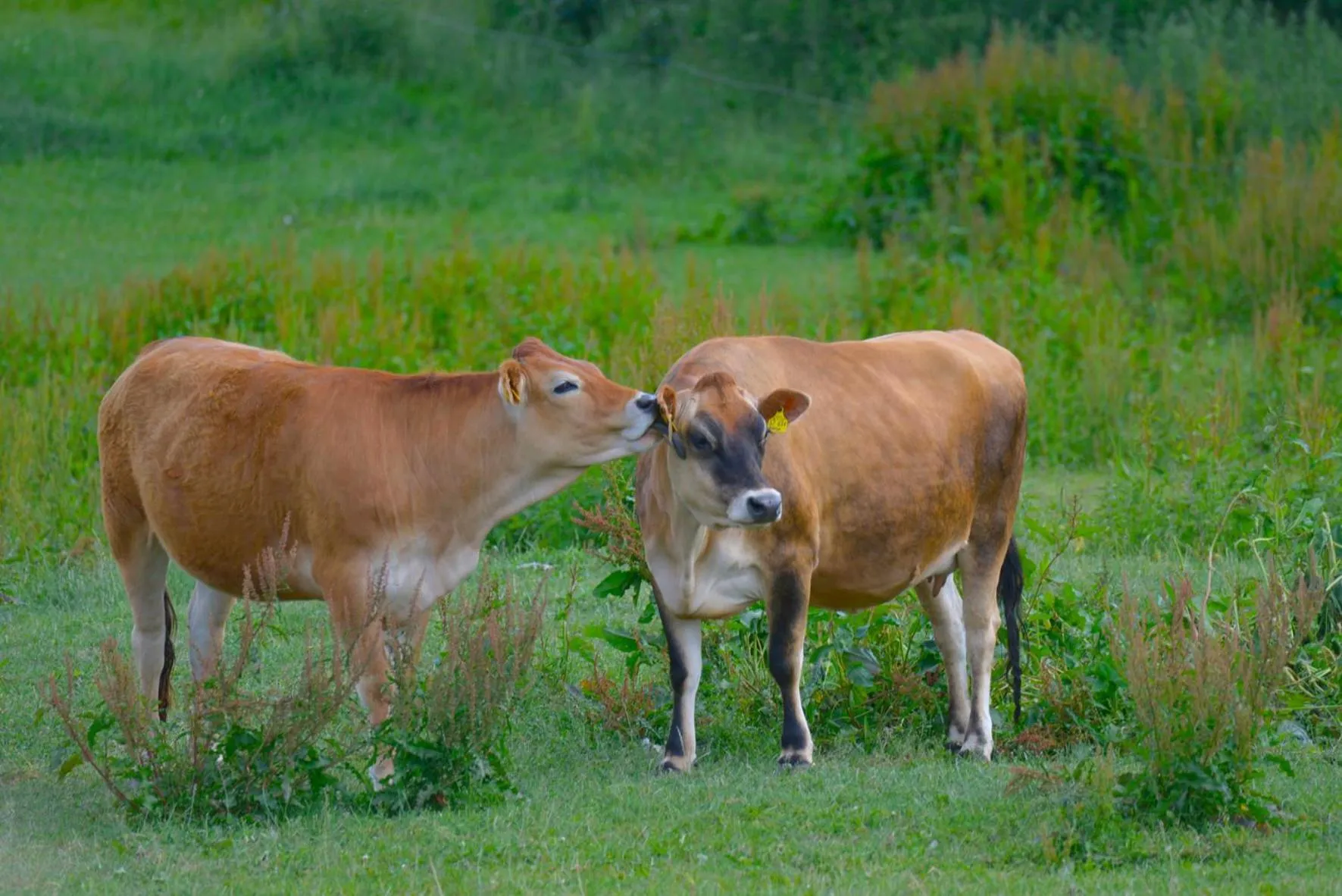 Animals in Golchener Hof - Familienhotel & Bauernhofurlaub in Mecklenburg