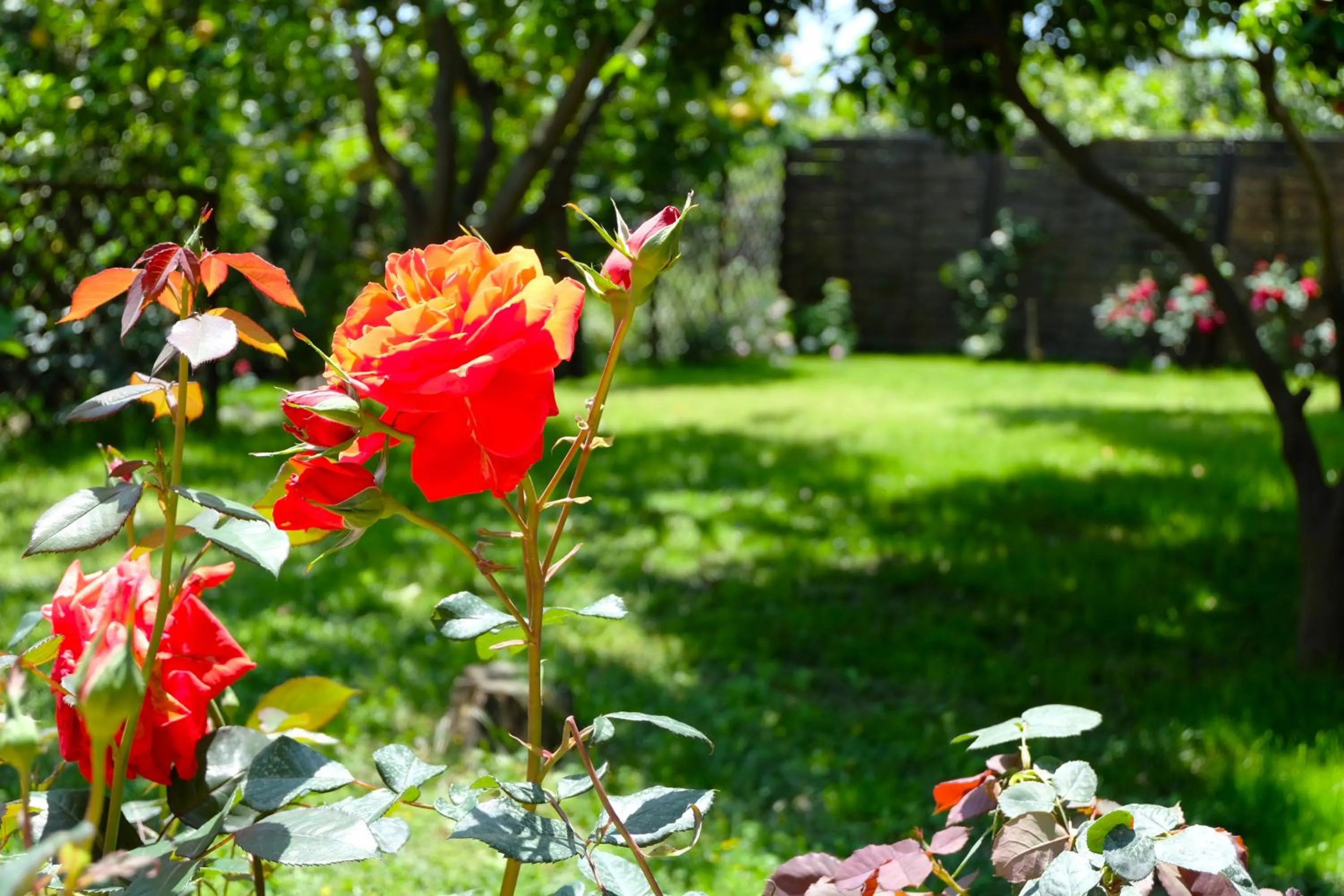 Garden view in B&B CasaNera