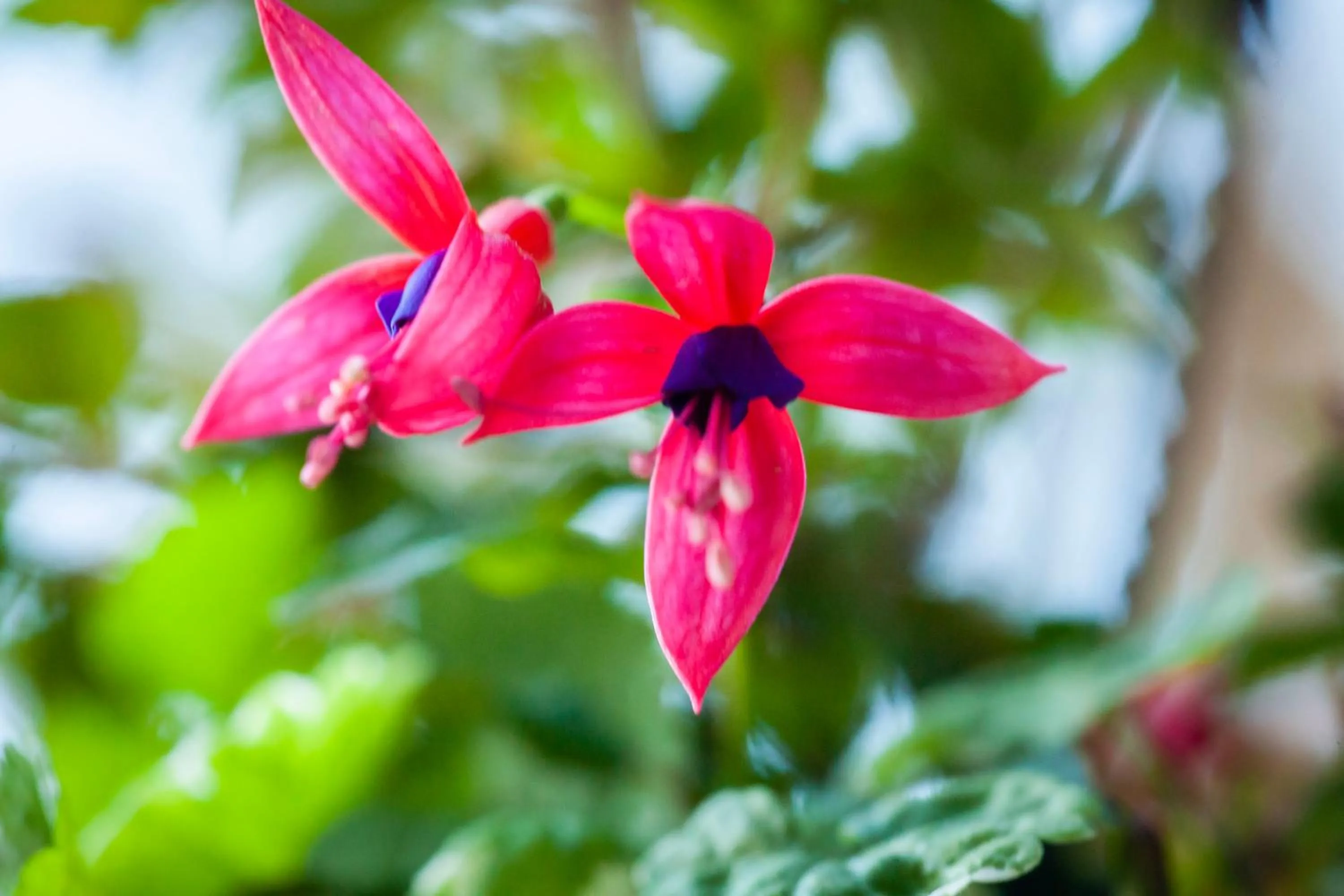 Bavarian Inn, Black Hills