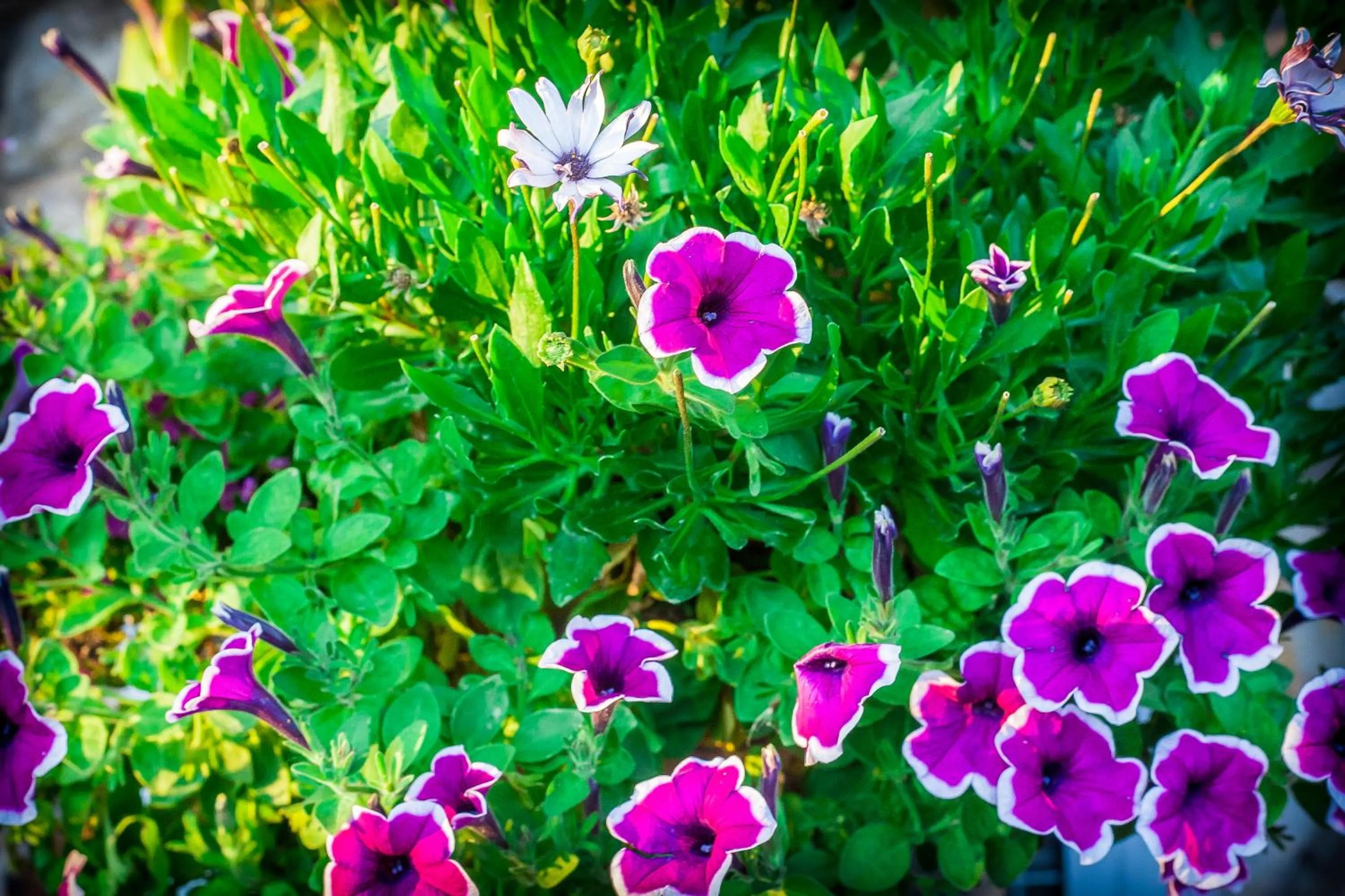 Decorative detail in Bavarian Inn, Black Hills