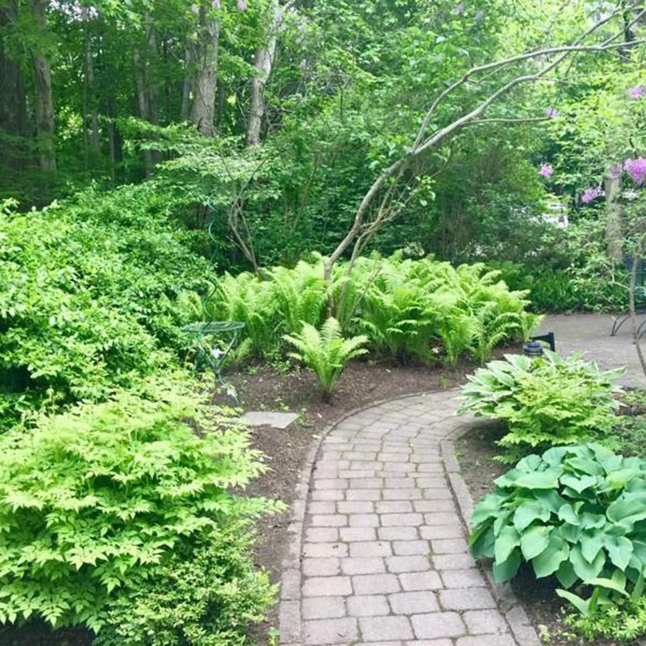 Garden in Elms of Camden