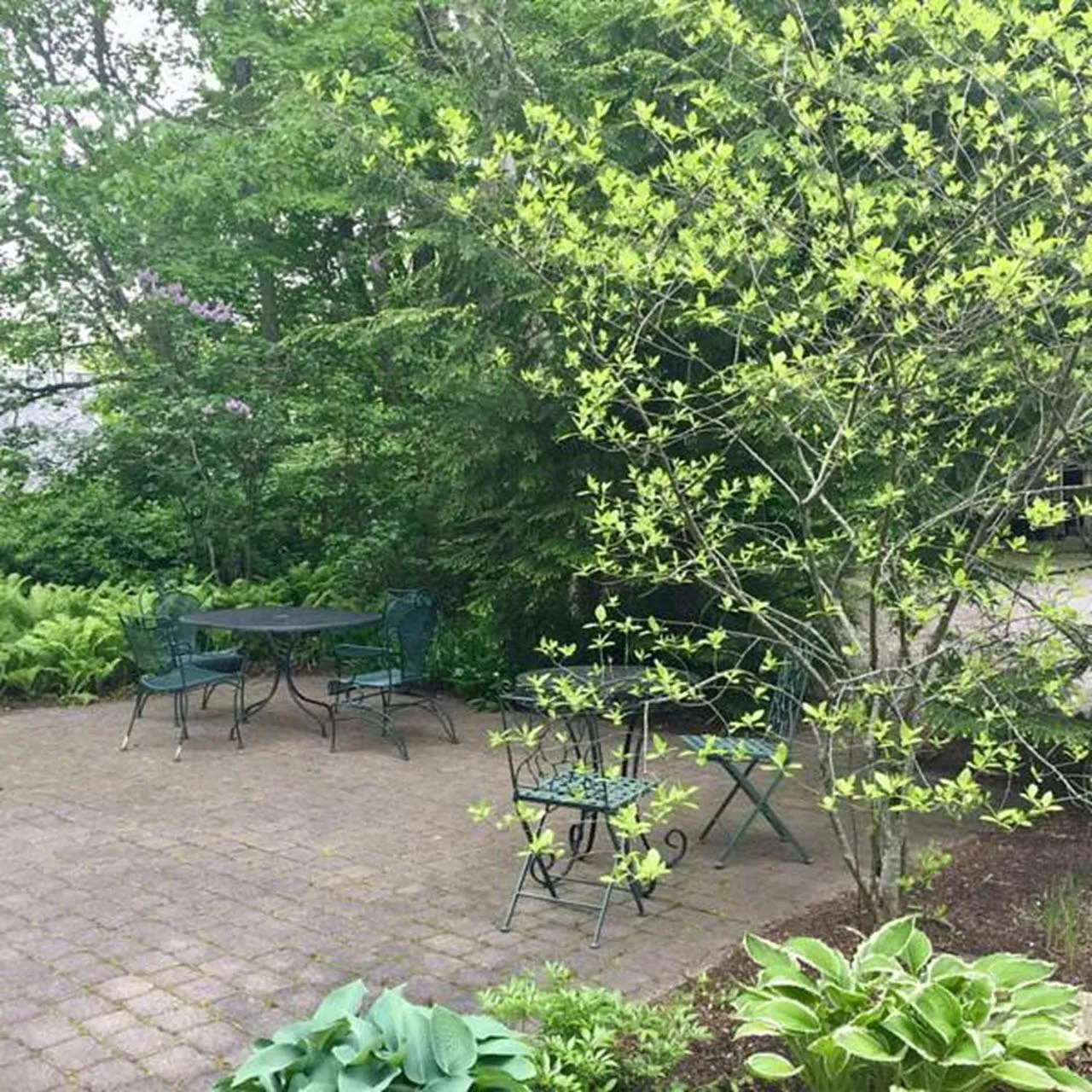 Spring in Elms of Camden