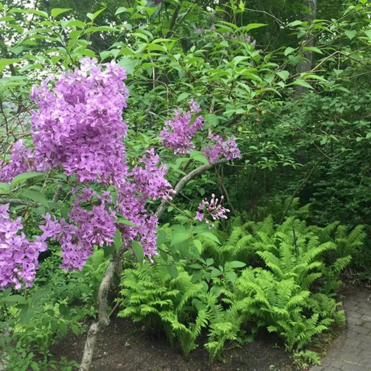 Garden in Elms of Camden