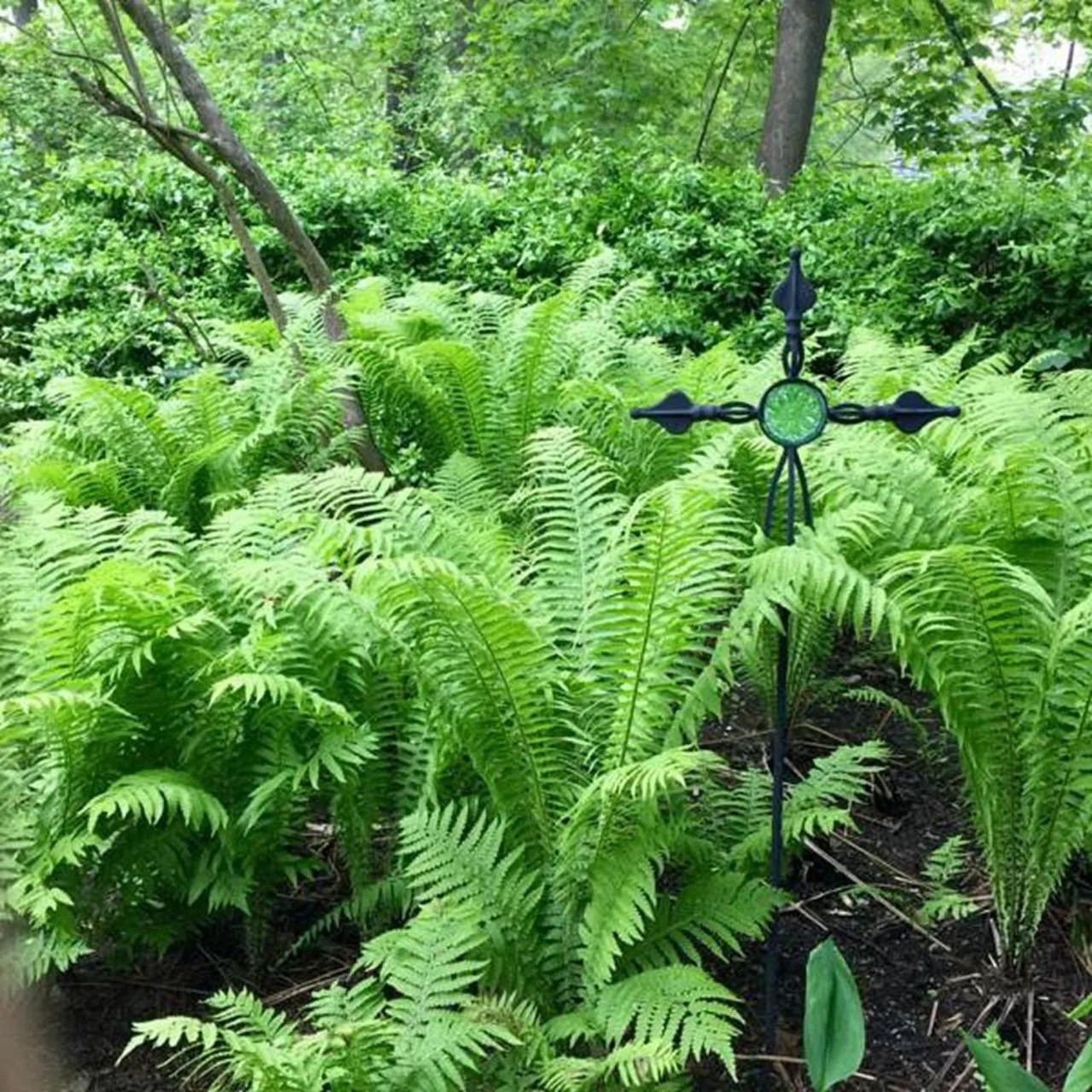 Garden in Elms of Camden