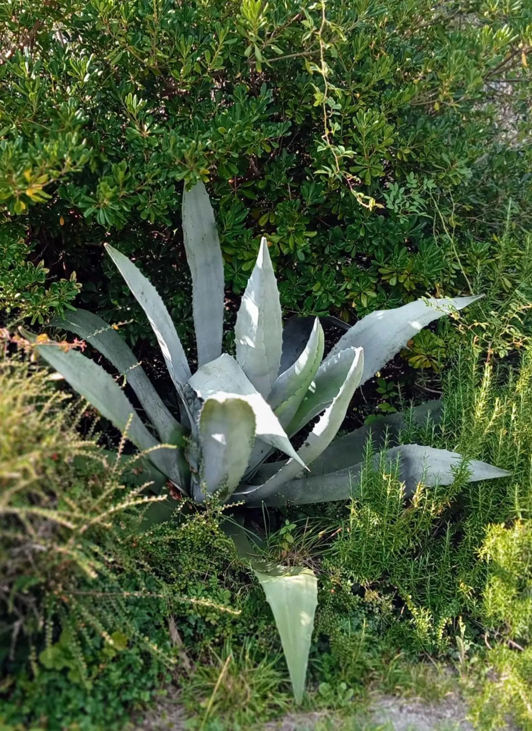 Garden in Chez Cécile et Jean-No