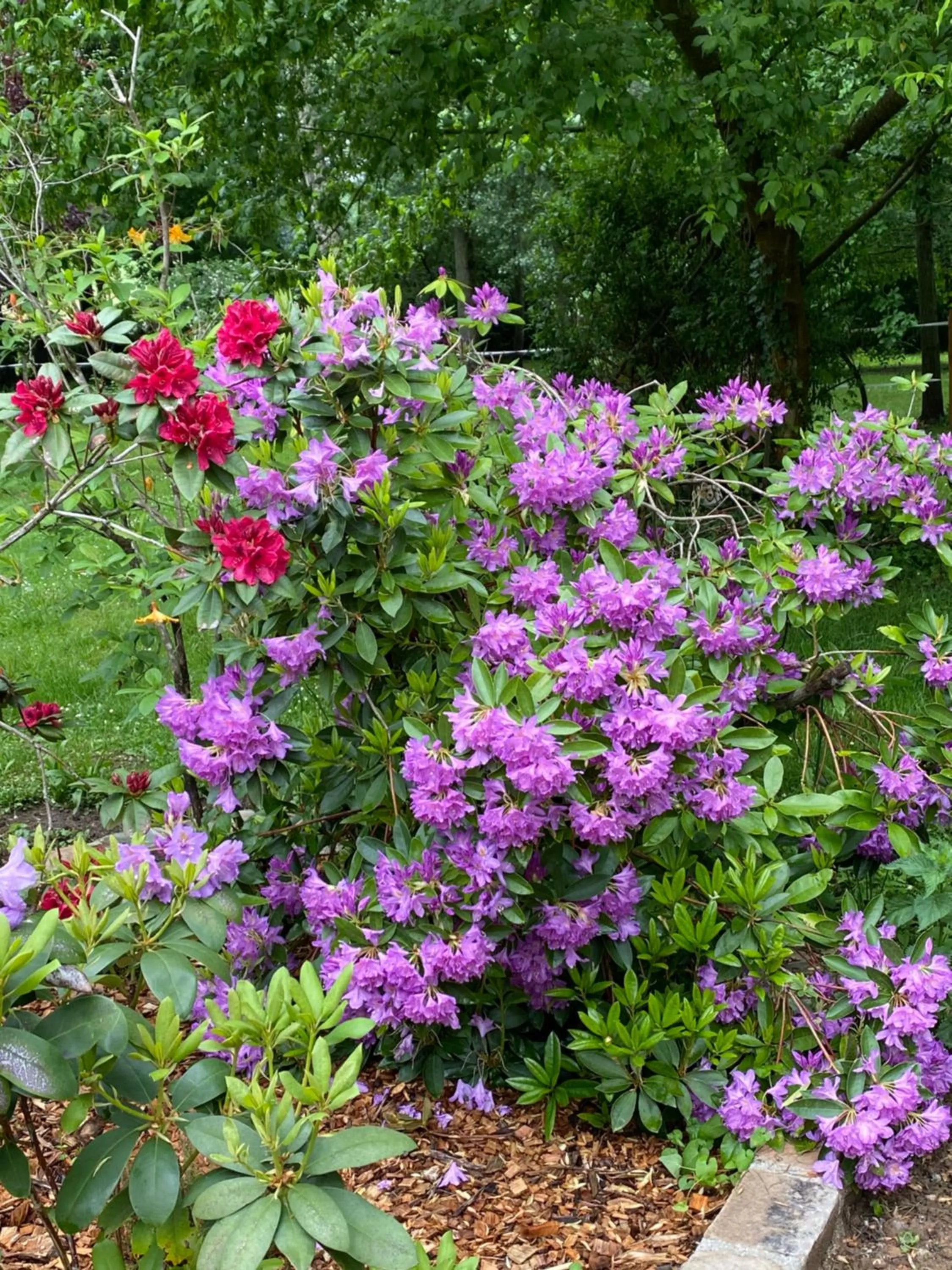 Garden in Le Moulin Bleu