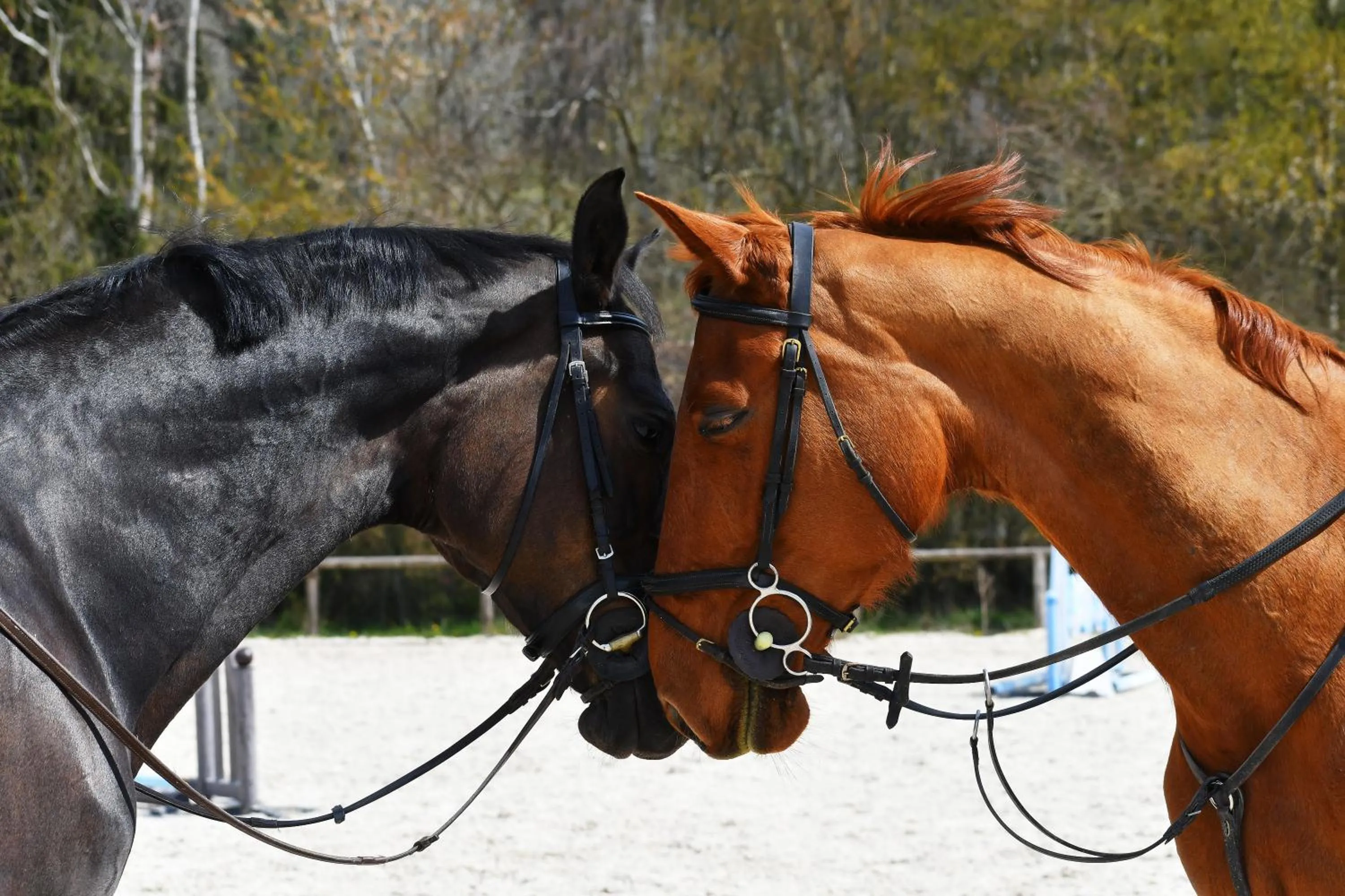 Horse-riding in Le Moulin Bleu